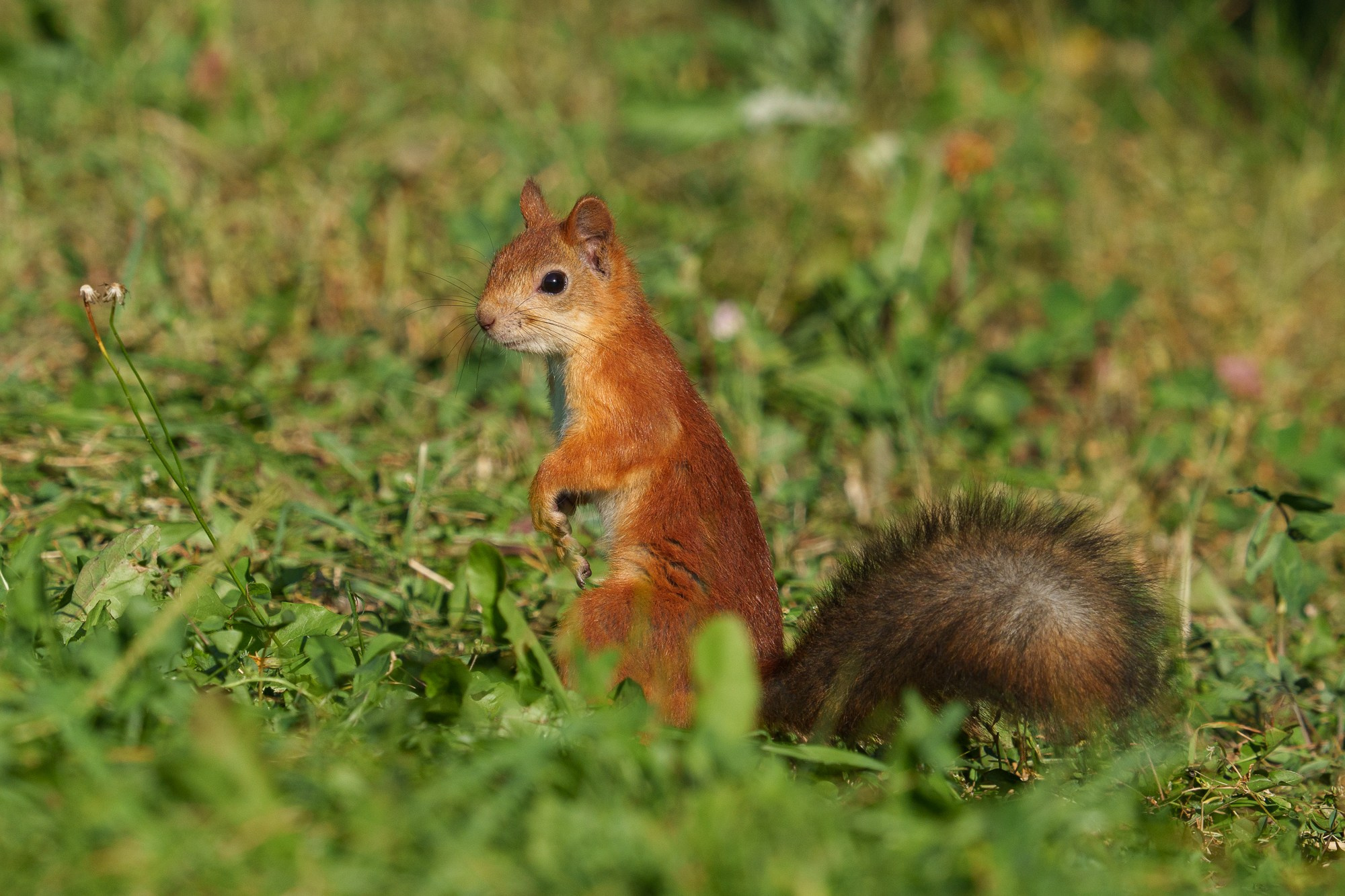 Животные. Ваш личный фотограф Марина Волкова