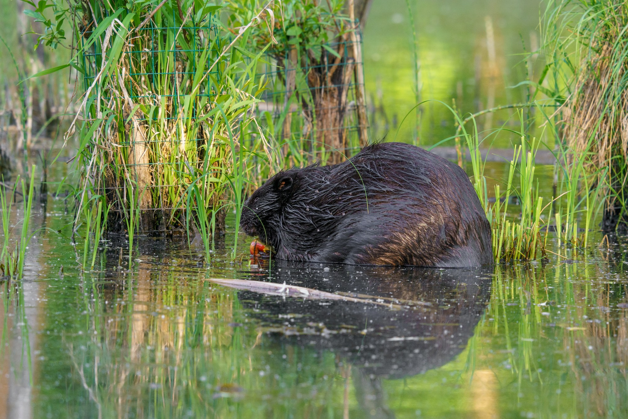 Животные. Ваш личный фотограф Марина Волкова