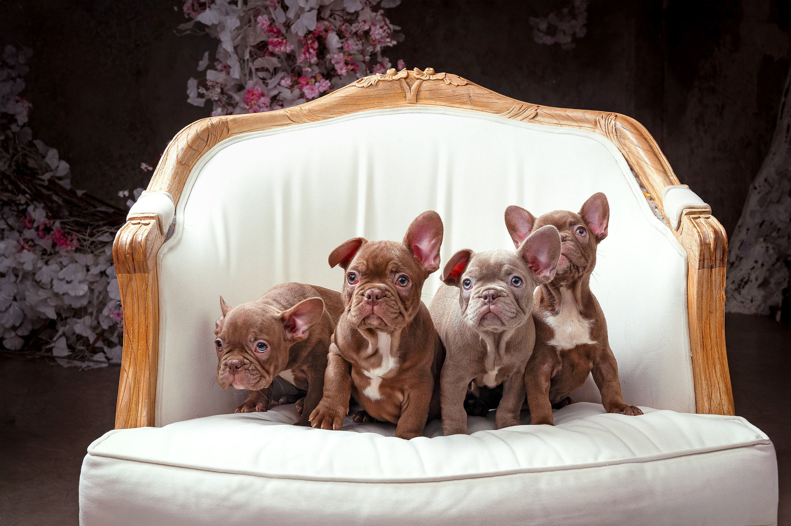 Питомцы. Интерьерный фотограф. Фото- видеосъемка недвижимости Санкт-Петербург