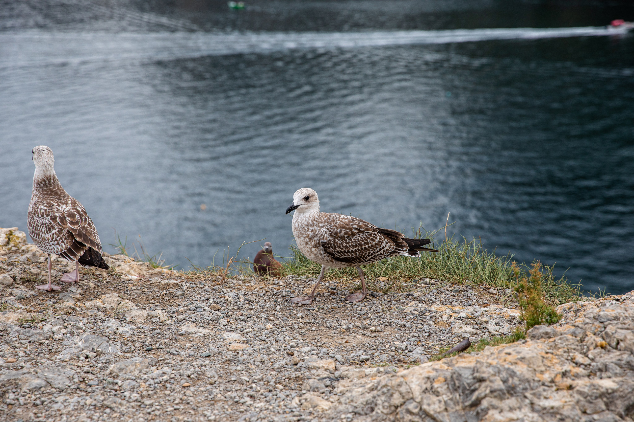 Планета. Фотограф FOTOBANKA