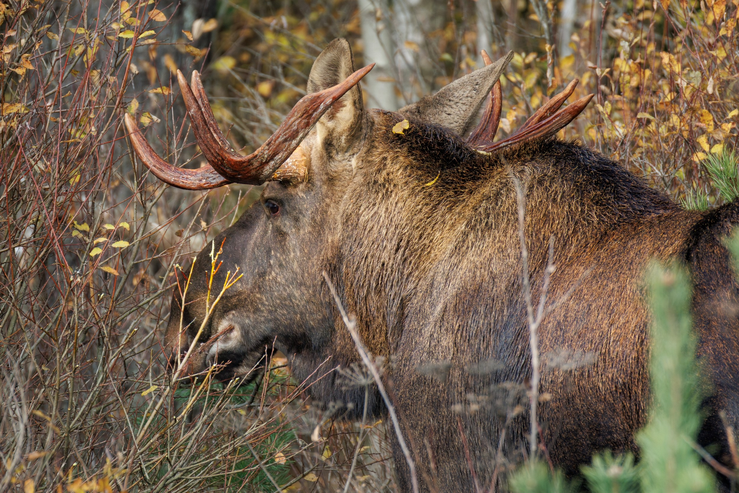 Фотография лося в кустах