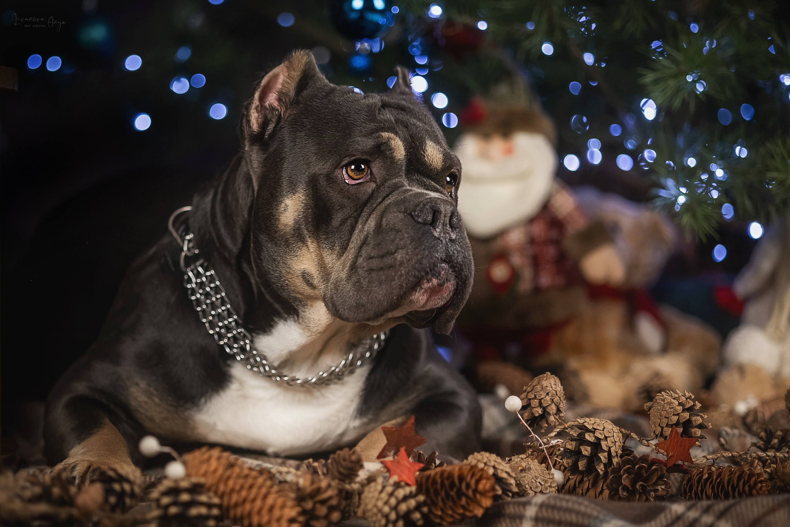 Фотодень_2 2025. Фотограф анималист Аня Ливанова | Рыбинск