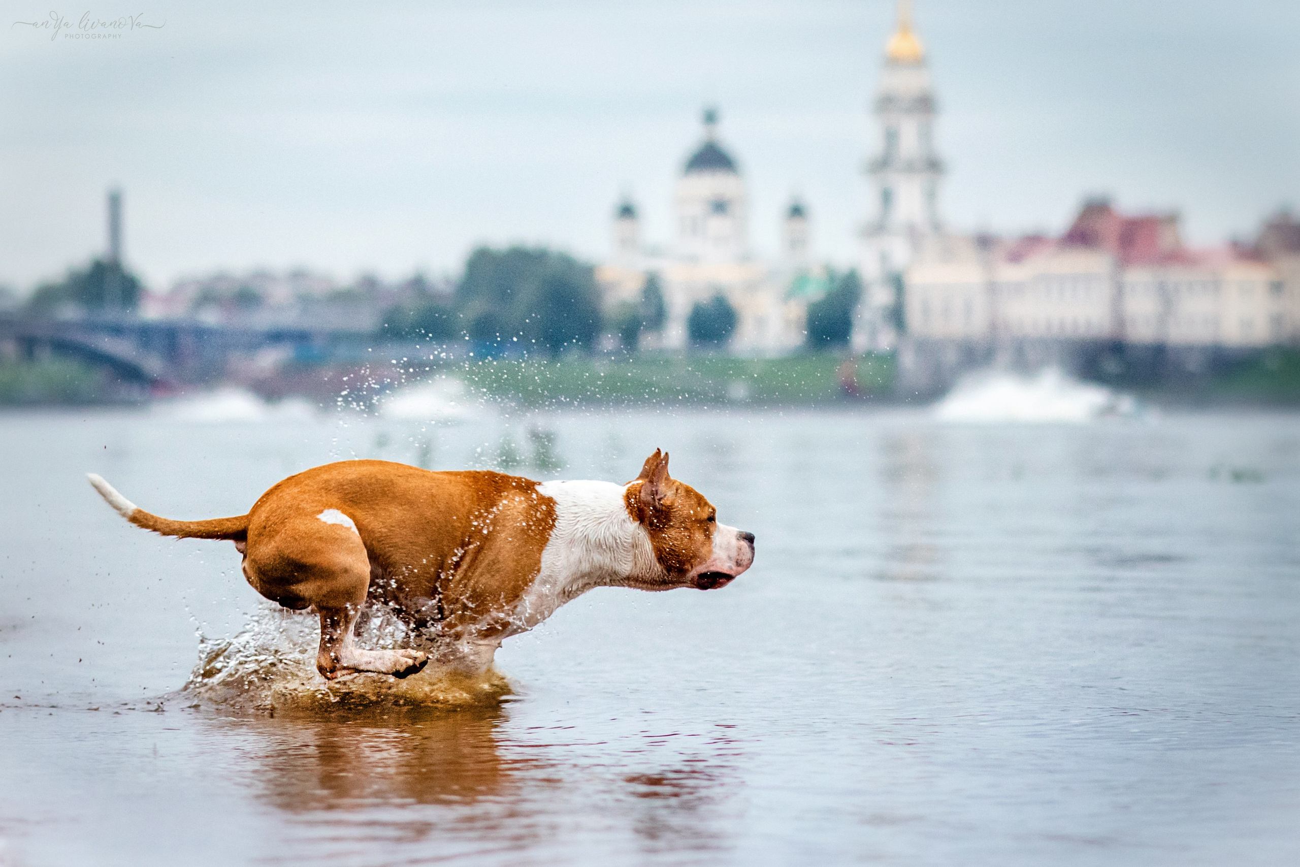 Винт и Дея. Фотограф анималист Аня Ливанова | Рыбинск