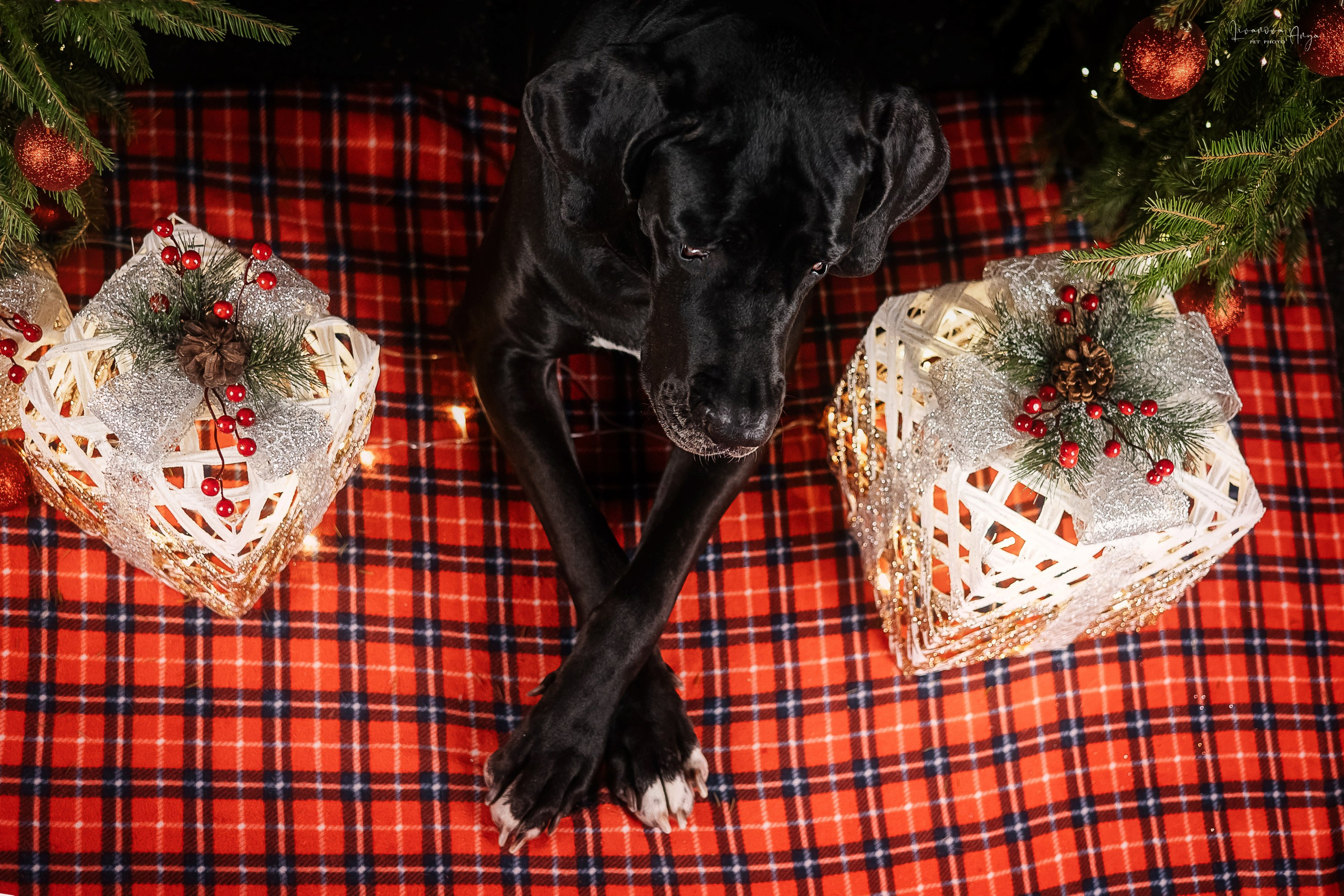 Фотодень_2 2025. Фотограф анималист Аня Ливанова | Рыбинск
