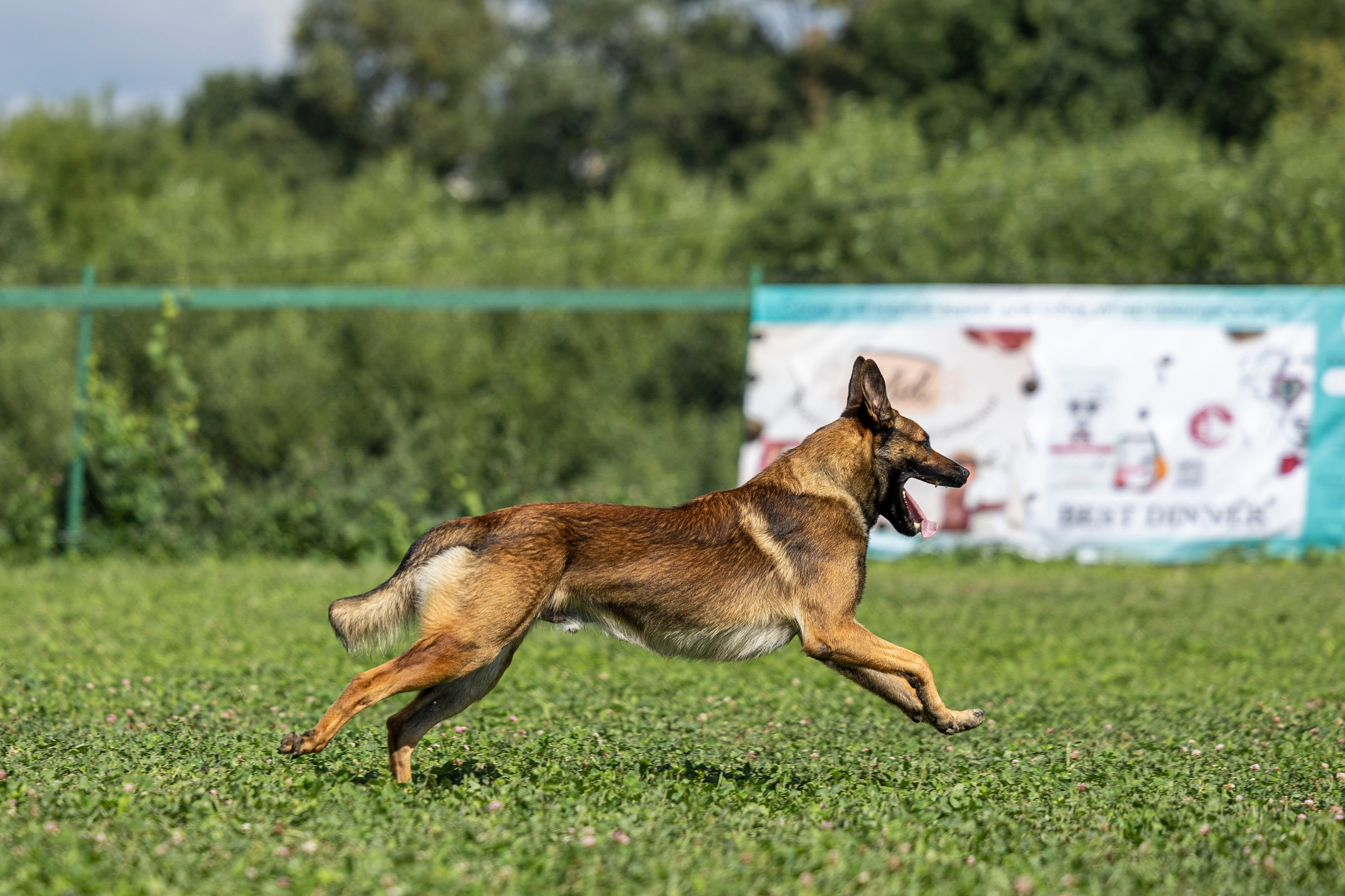 Соревнования по Мондьорингу г. Вологда 10-11.08.2024. Фотограф-анималист Анна Маринич
