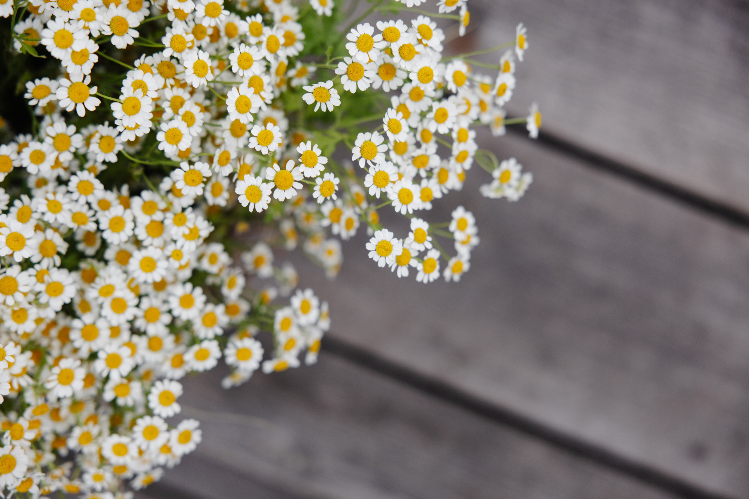 ГЕНДЕР ПАТИ. Фотограф в Красноярске