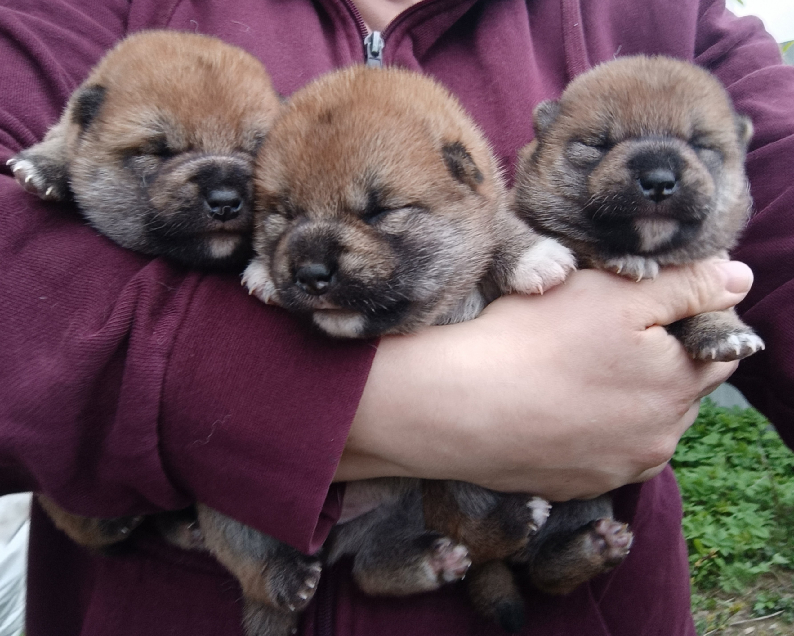 сиба питомник Рубилайт щенки на продажу rubylight  сиба щенки купить СПб Санкт-Петербург