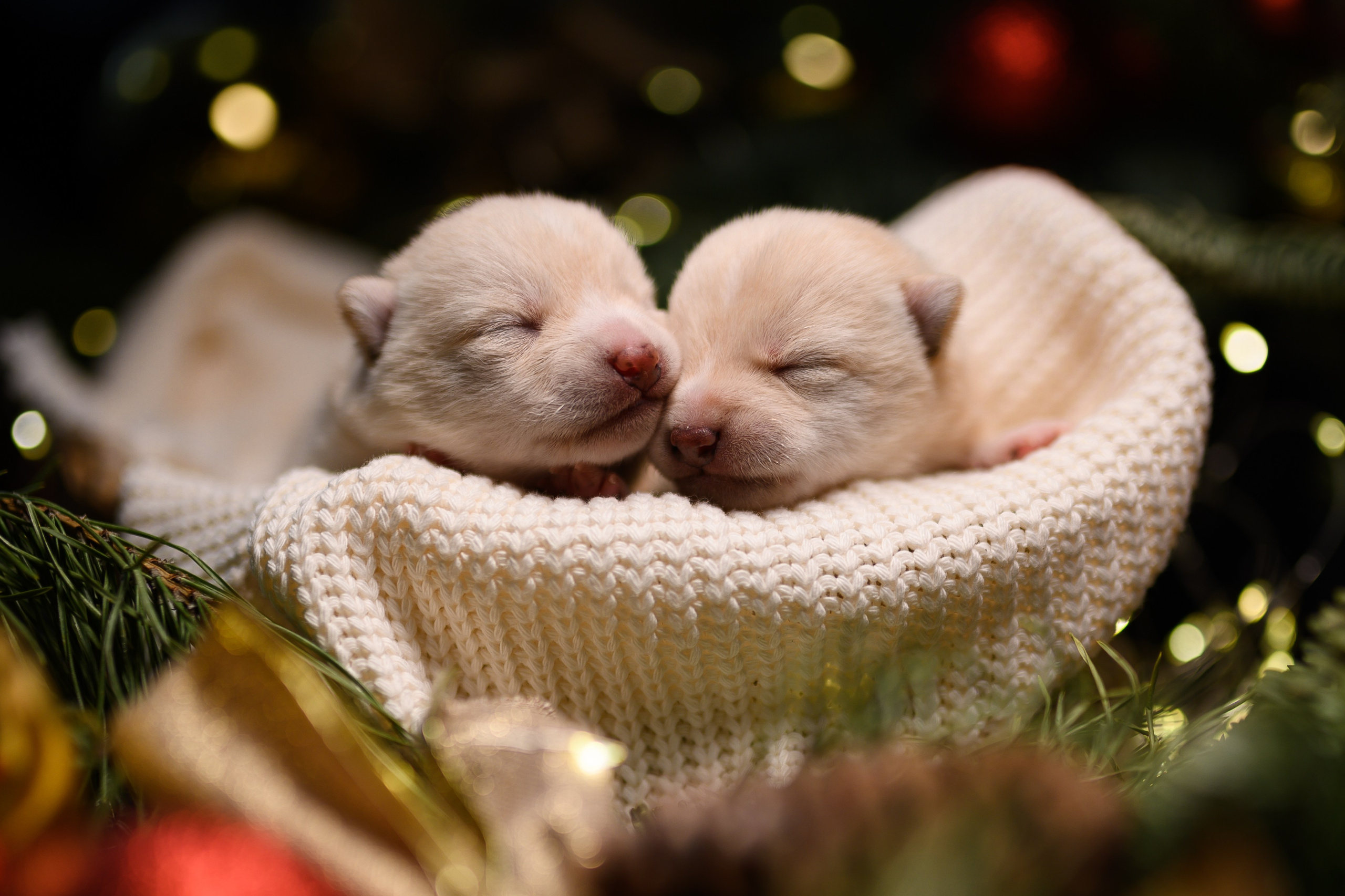 Мамесиба. Фотограф анималист в Москве Ольга Агушева