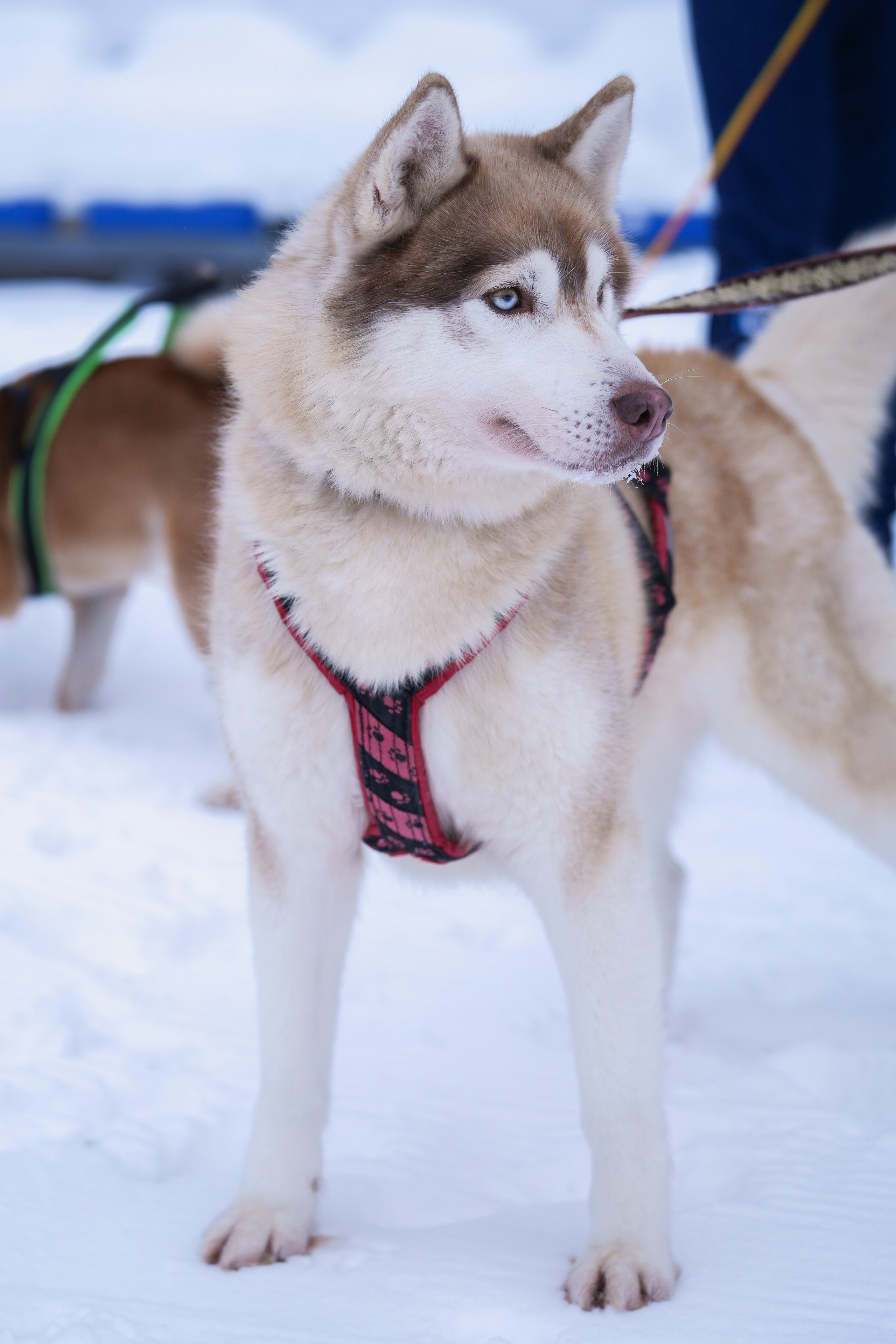 Рождественские гонки на собаках. Т/б «Чайка». Семейный фотограф Владимир Просвиркин. г. Самара