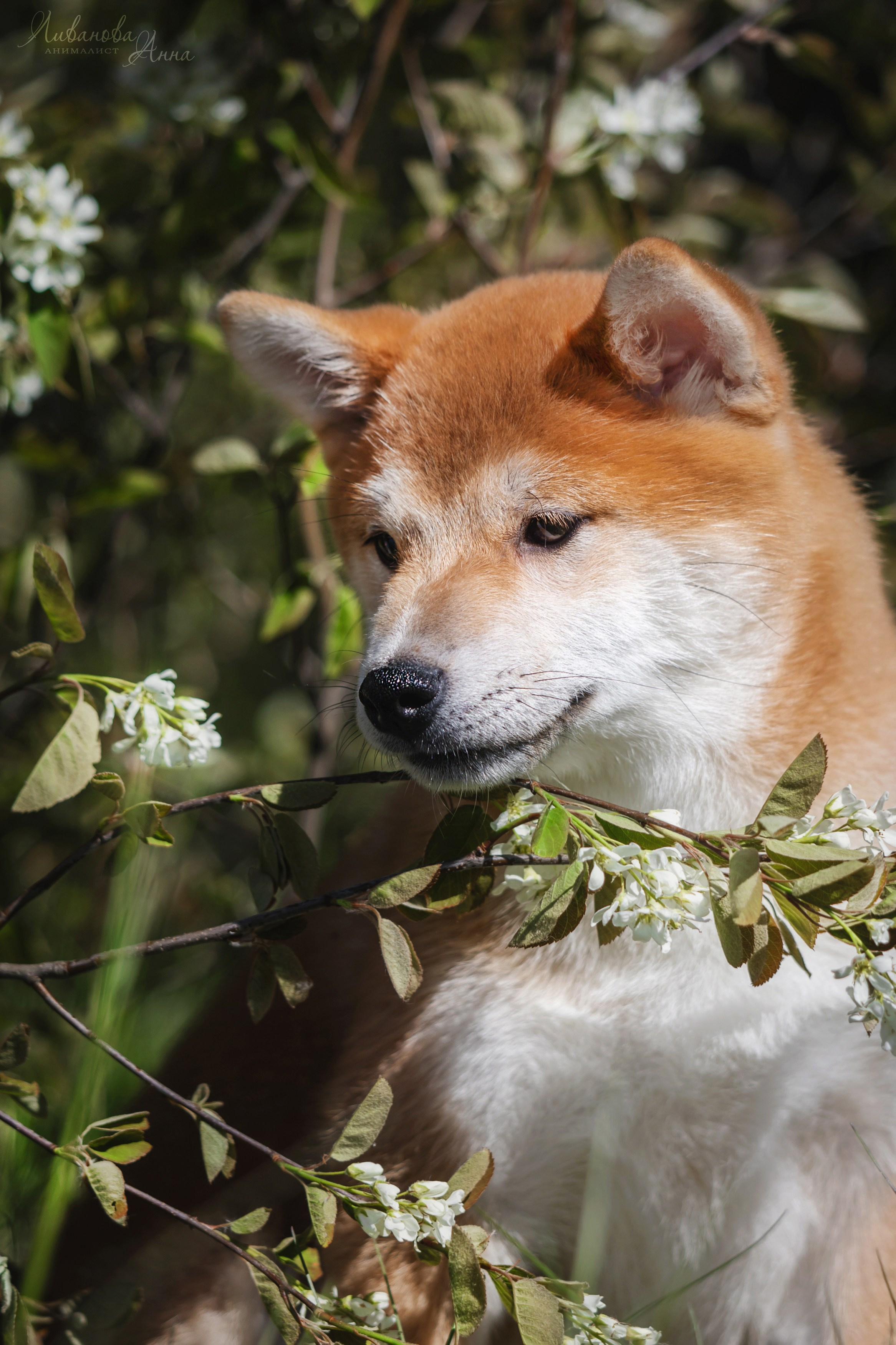 Сиба. Фотограф анималист Аня Ливанова | Рыбинск