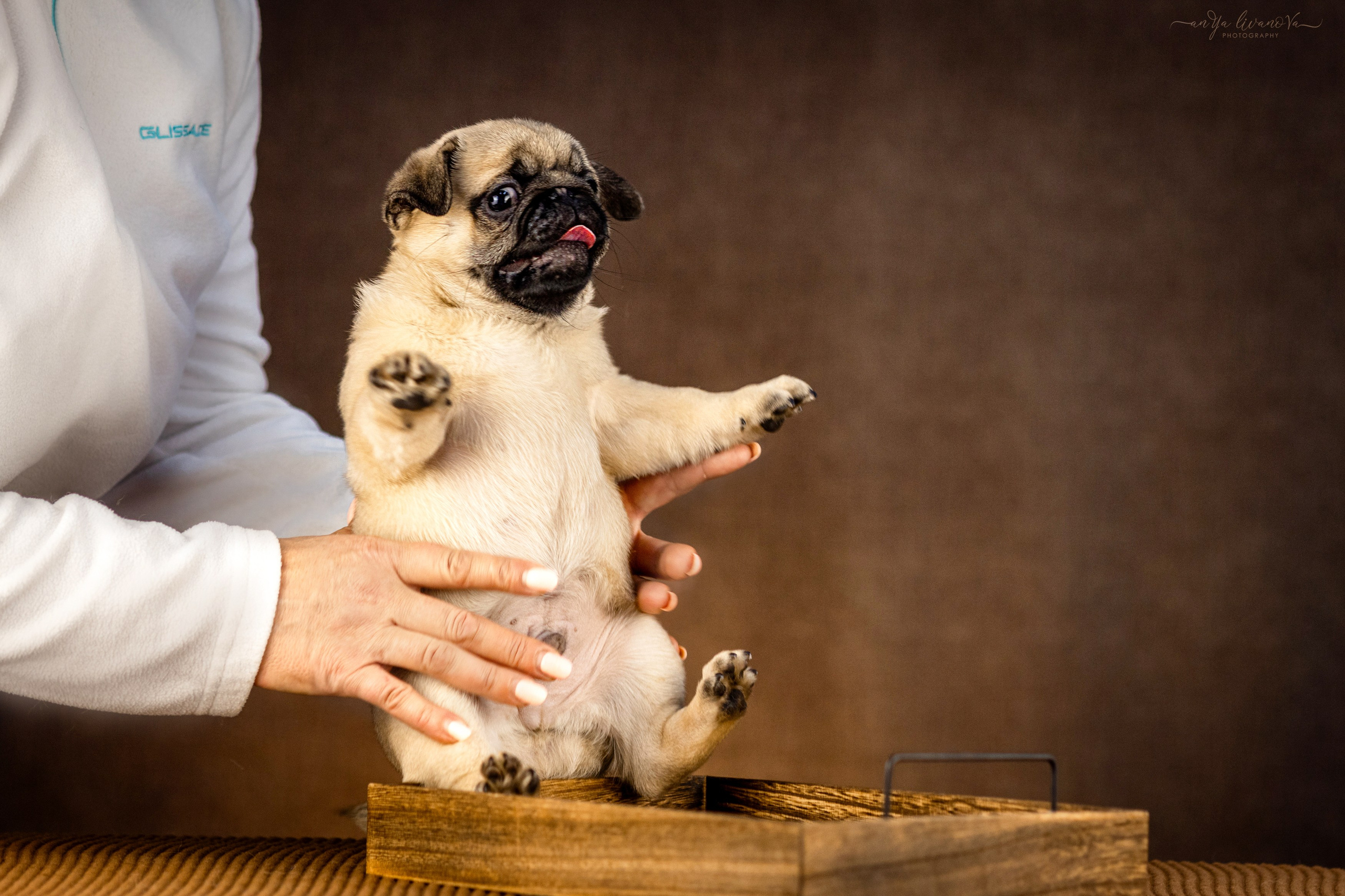 Мопсик. Фотограф анималист Аня Ливанова | Рыбинск