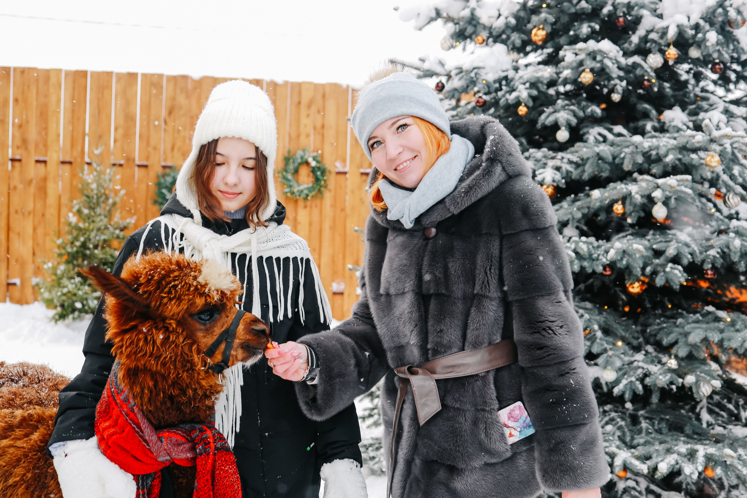 Семейная фотосессия с Альпакой. Иванова Ирина Свадебный и семейный фотограф г. Уфа