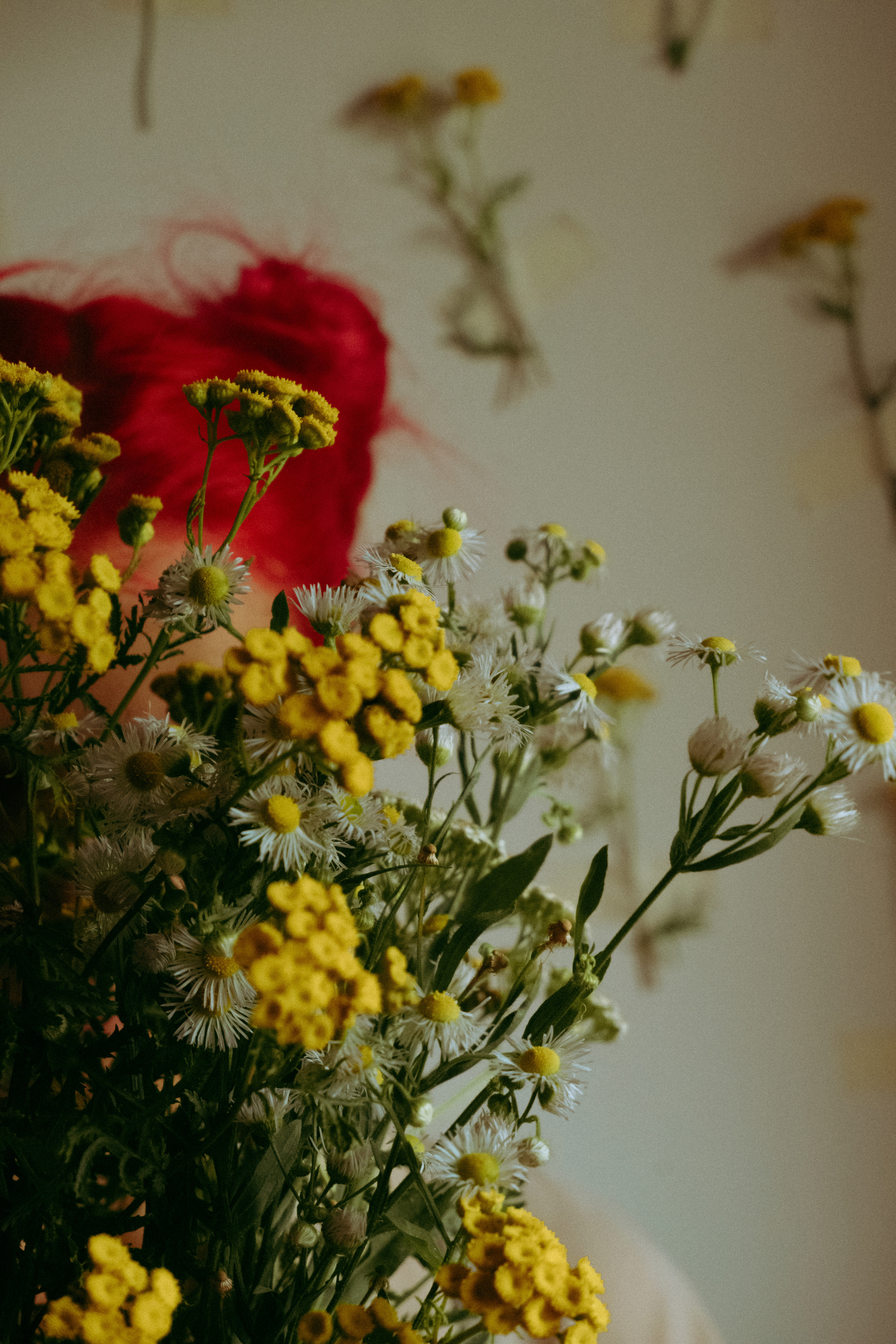 Цветут цветы. Фотограф Валуйки, Белгородская область. Коробова Юля