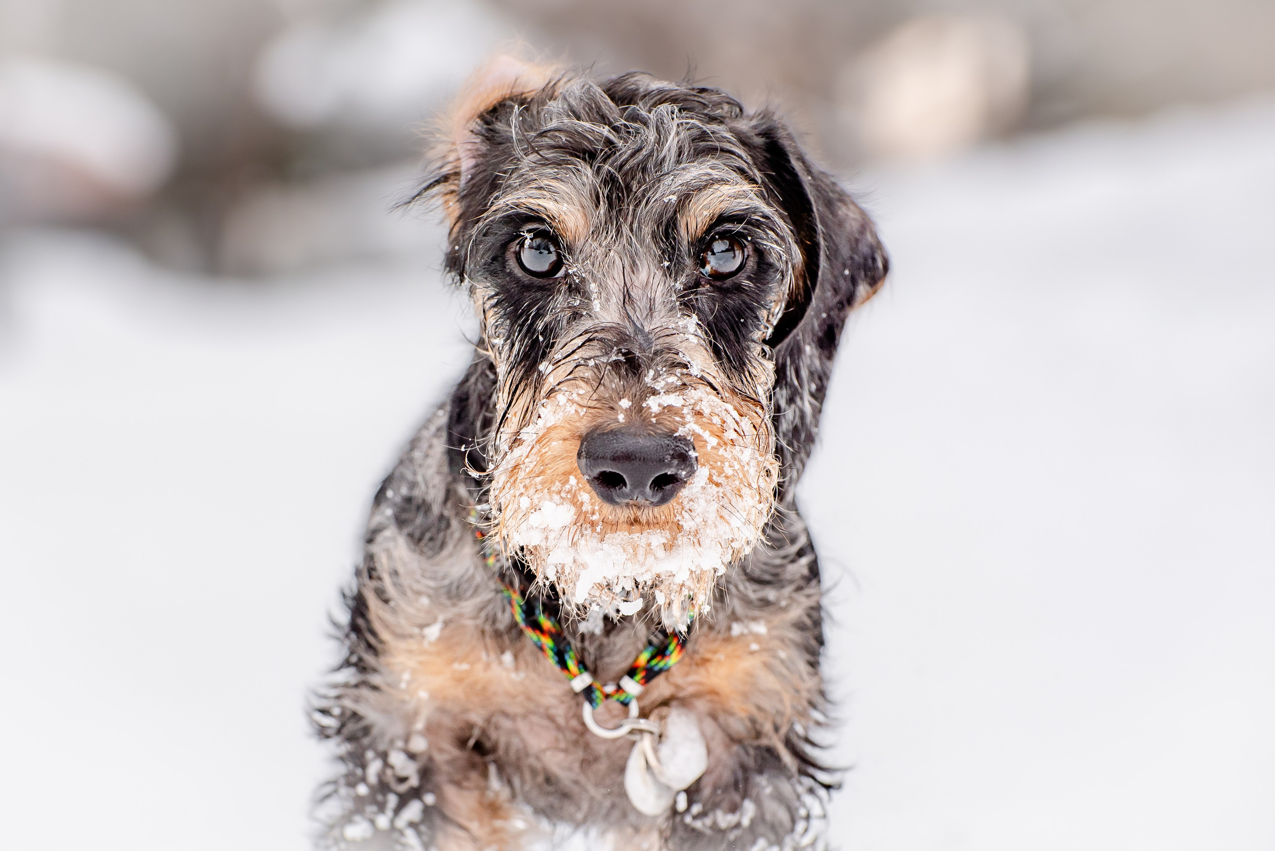 Фотограф Анималист. Фотограф Макс Огурцов в Нижнем Новгороде