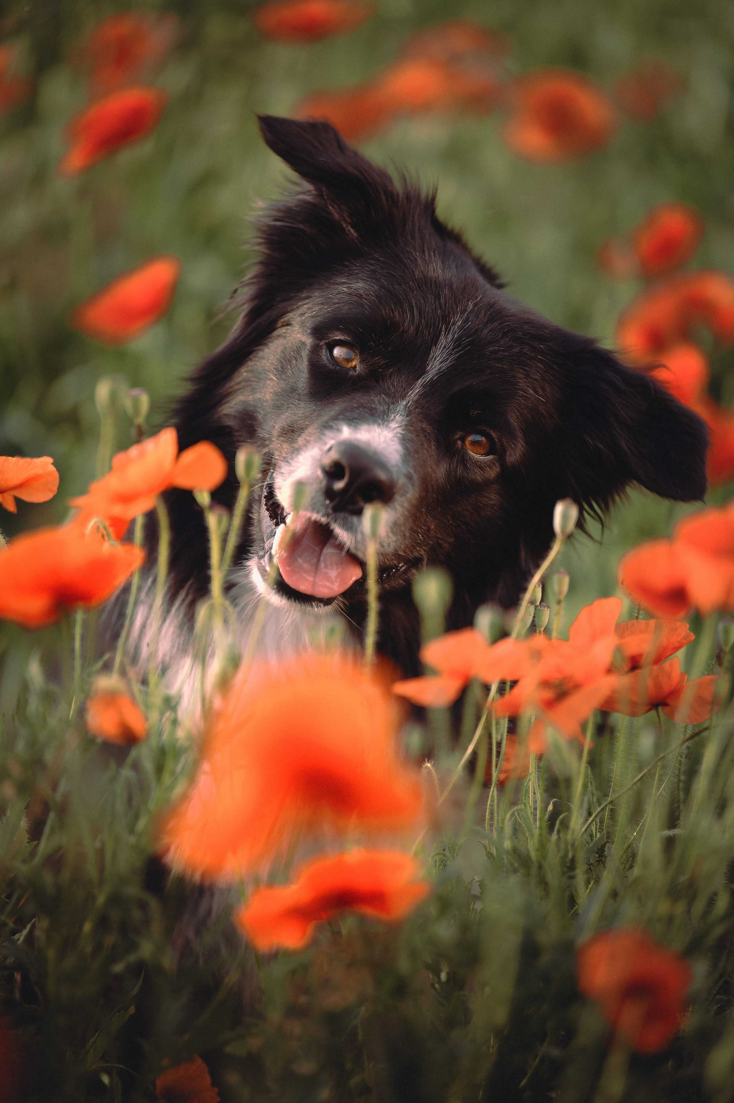 Прогулка на рассвете с бордер-колли. Фотограф в Ростове —на — Дону