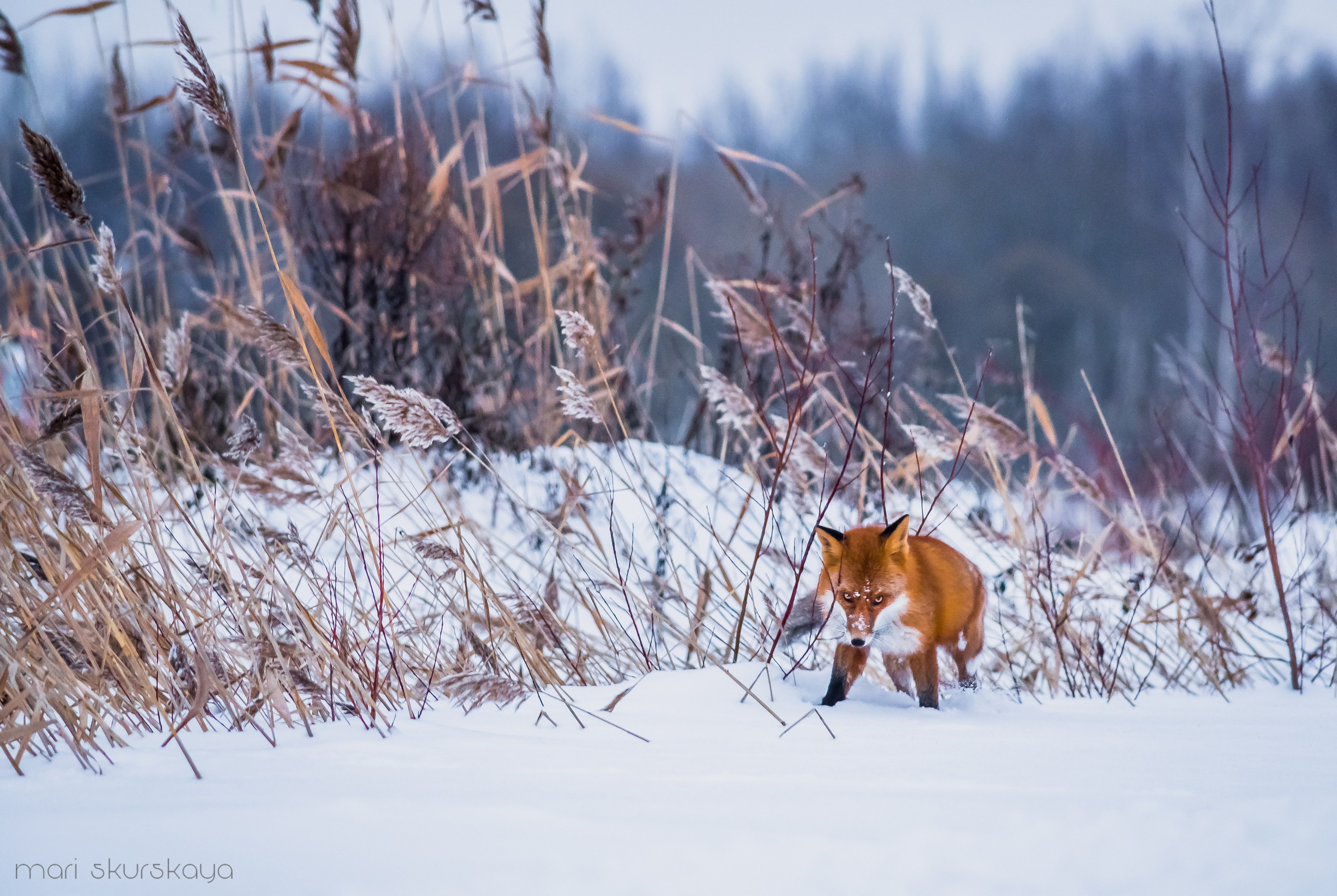 Природа. Мотофотограф в Санкт-Петербурге Мария Скурская