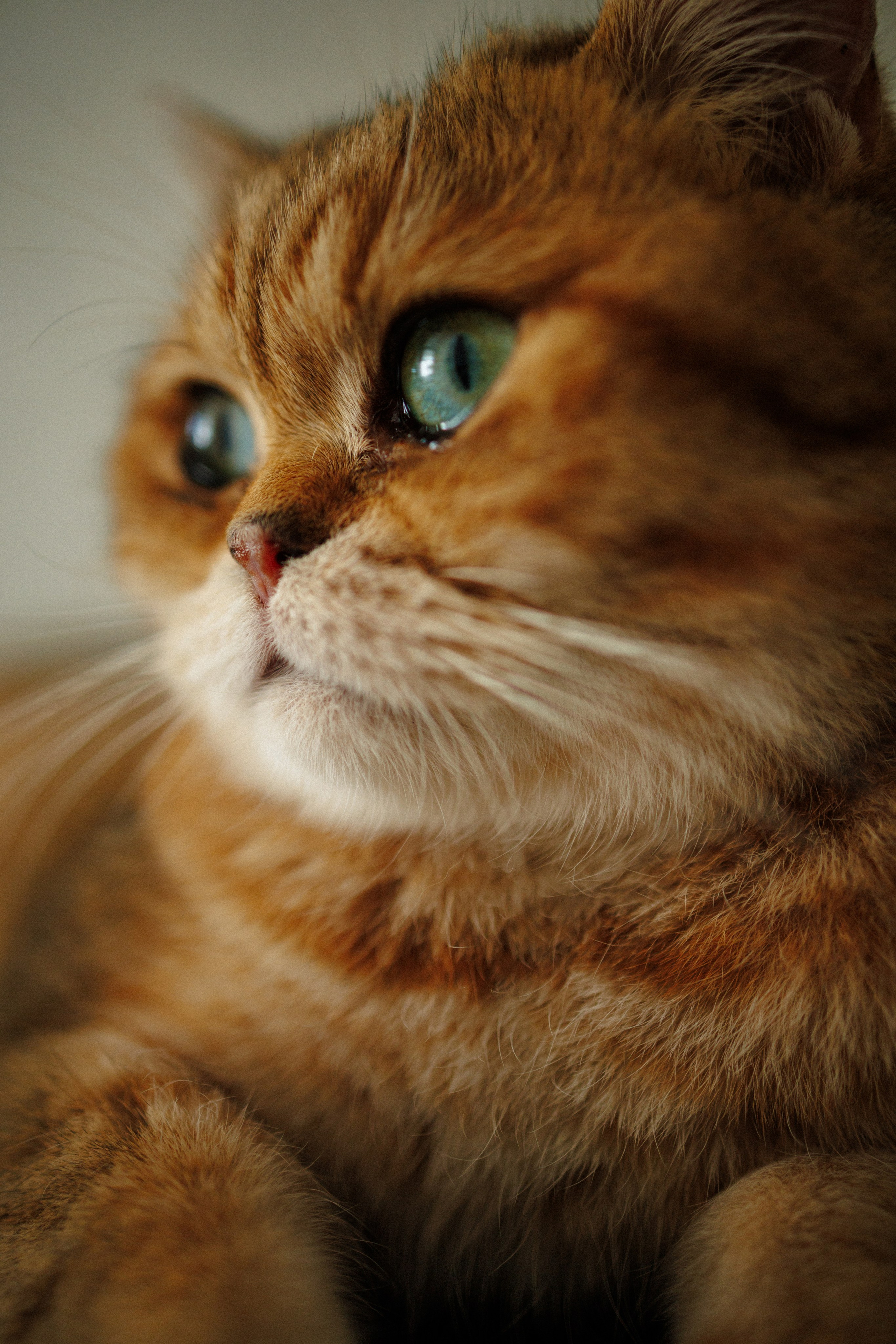 Тихон и его семья. Фотограф в Санкт-Петербурге Алёна Губинская