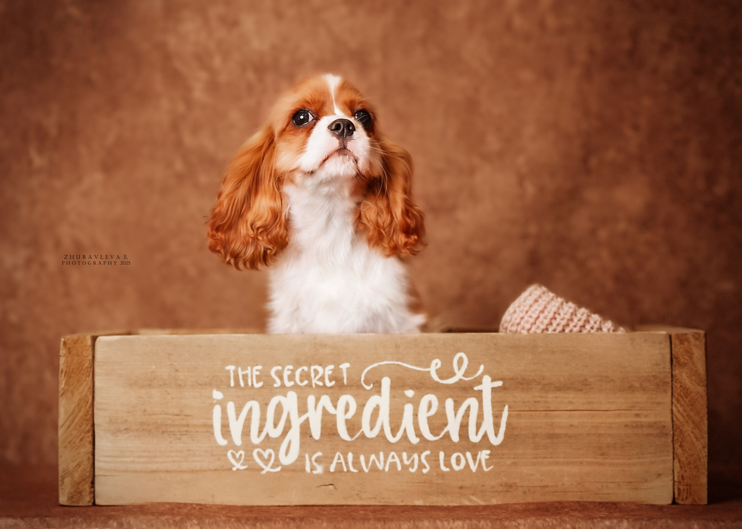 Кавалер кинг-чарльз-спаниель. Главная