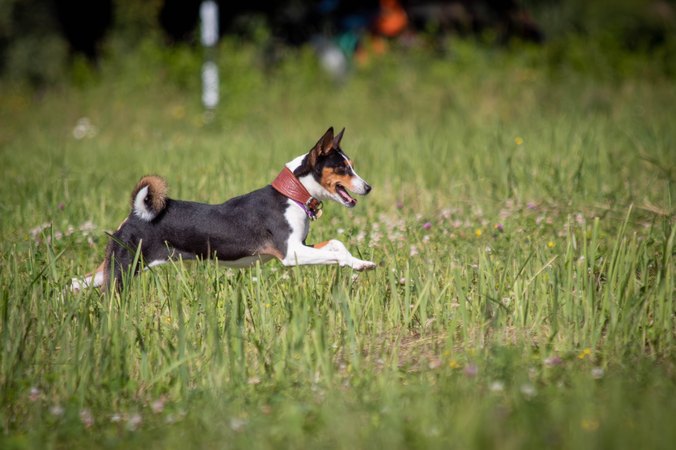 Курсинг. Фотограф анималист — Тула, Москва