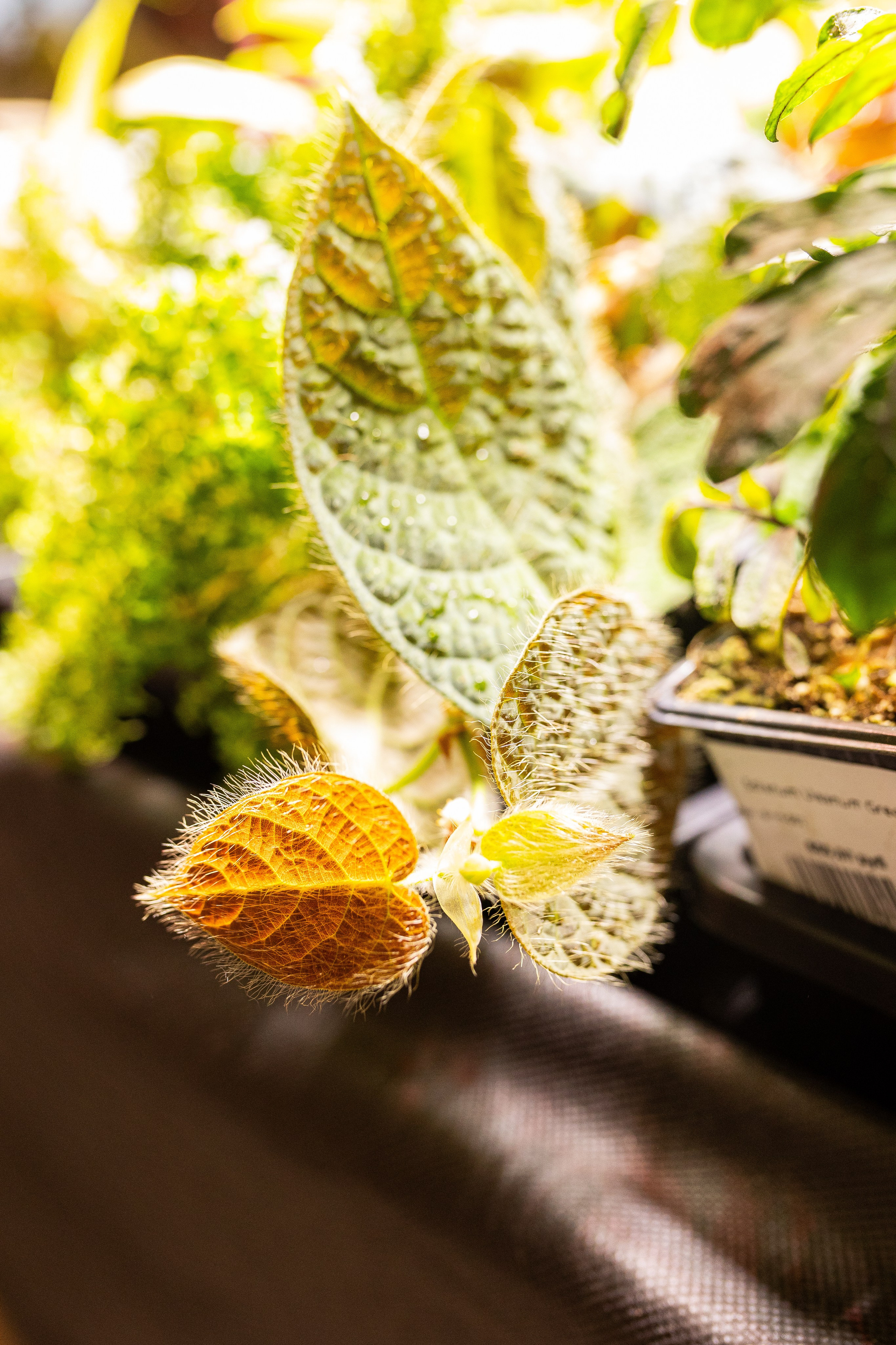 Green_Rare Ярмарка февраль 2025. Александра Куликова фотограф, Москва