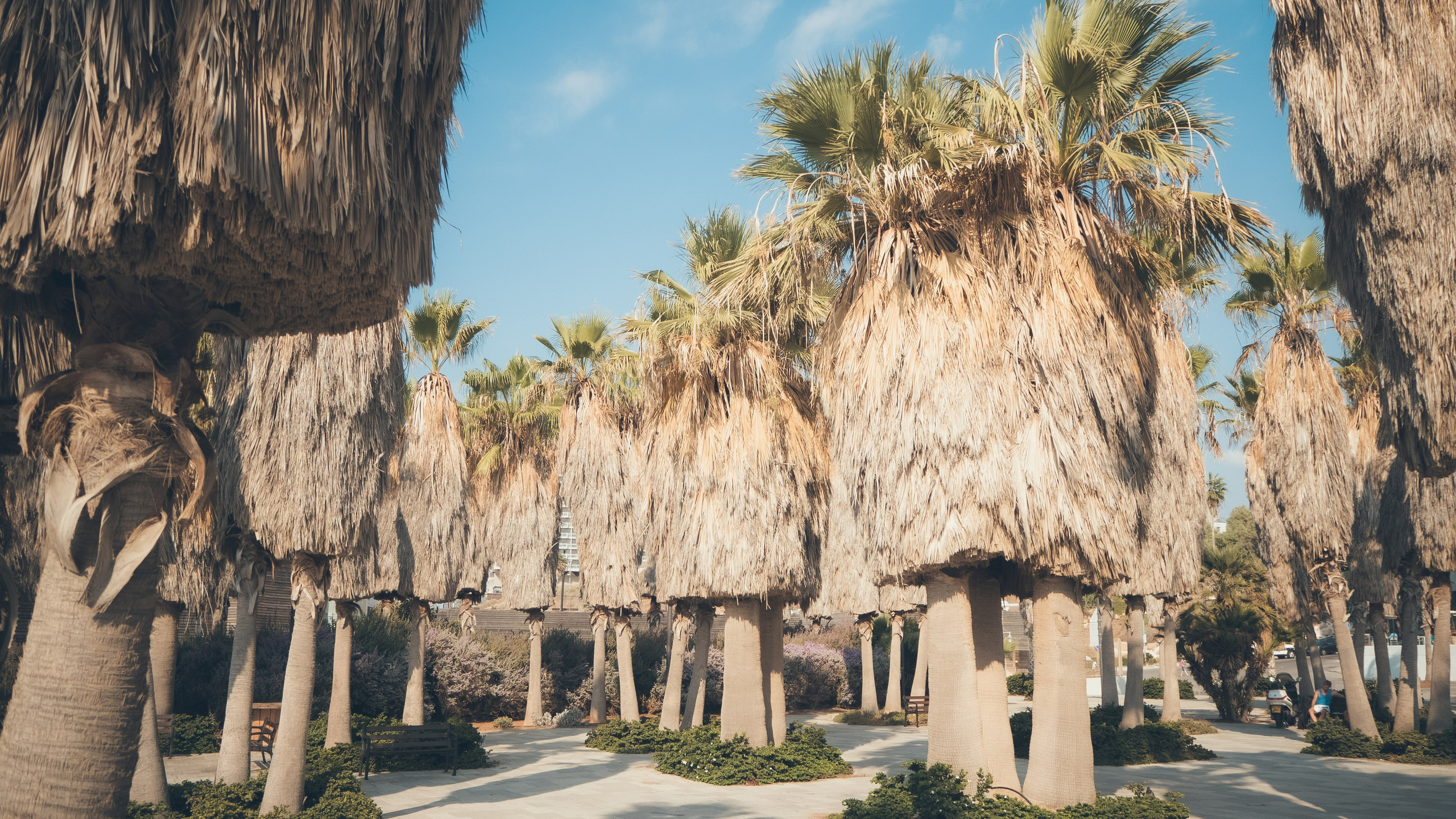 Израиль. Свадебный фотограф Копков Геннадий