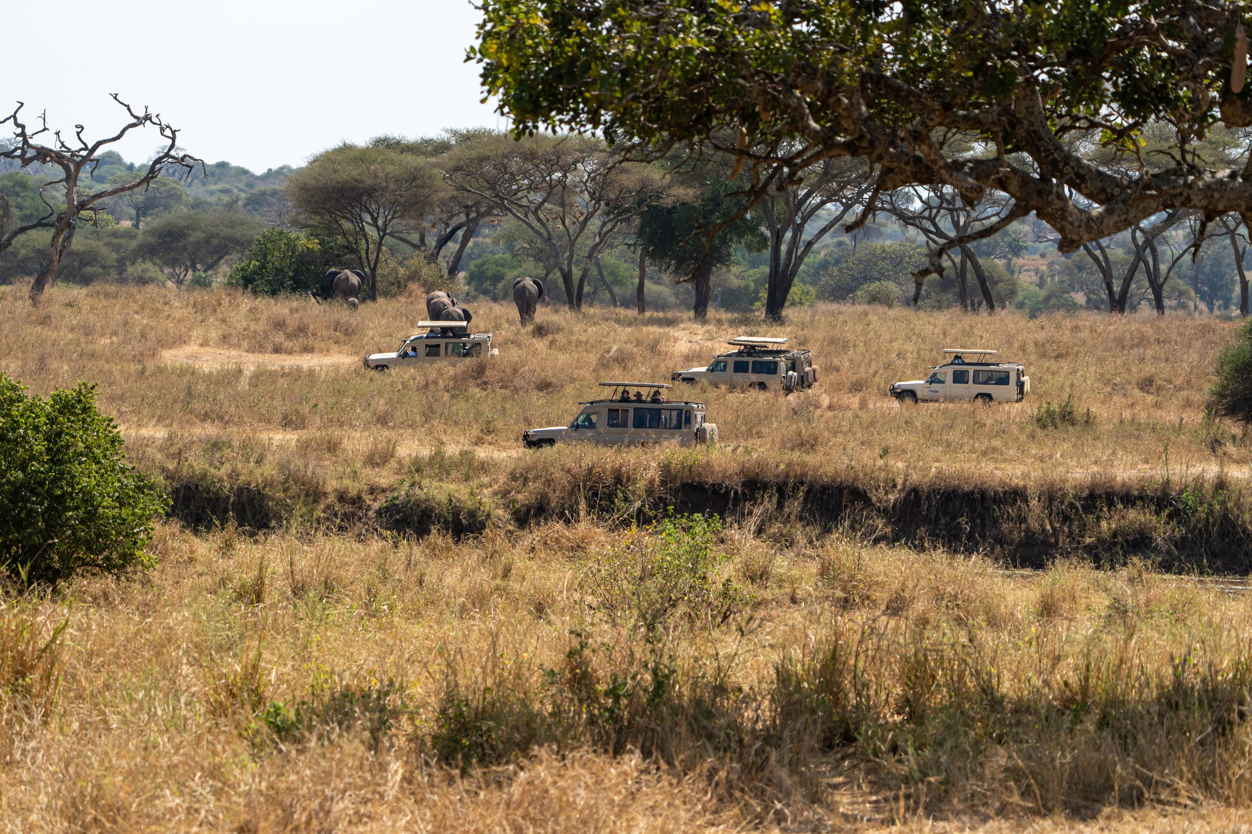 Танзания, сафари, 2025. Творческие сьемки