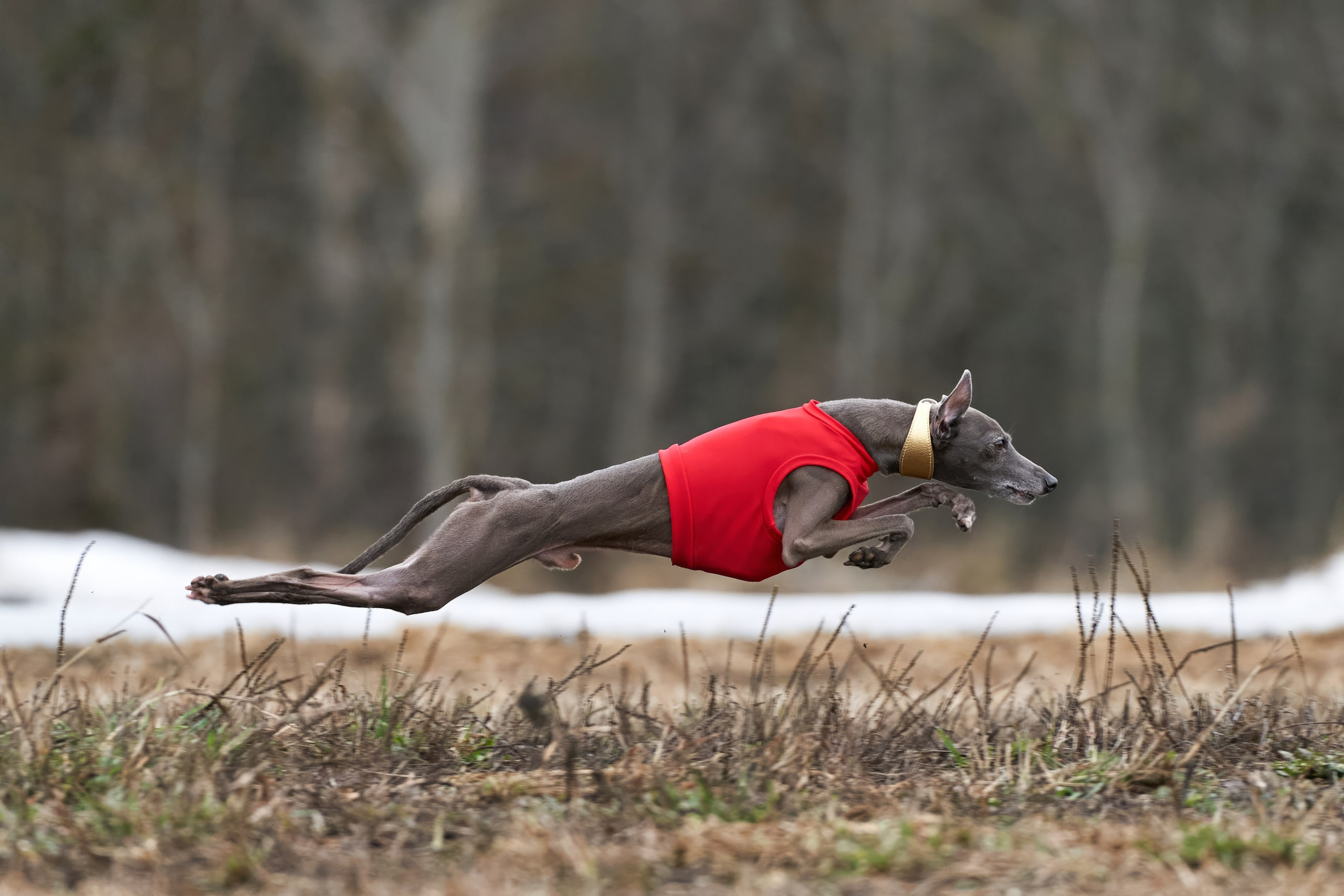 Репортажная съемка. Фотограф-анималист Михаил Манухин