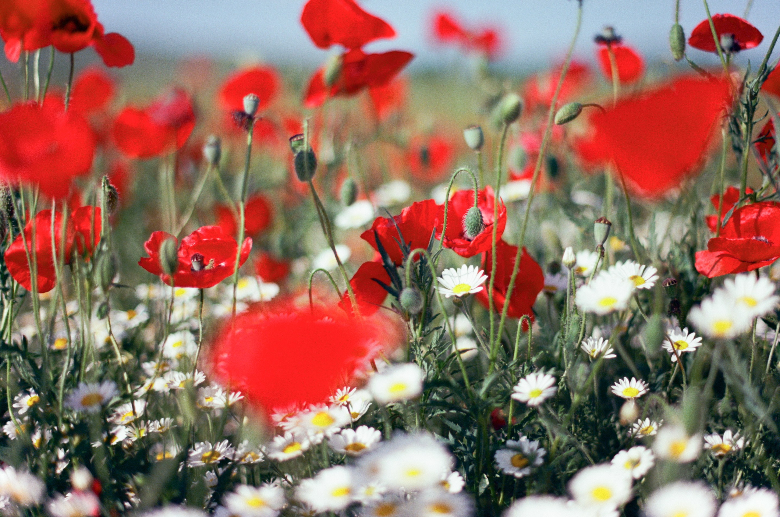 The drugs don't work // ukraine, crimea IV. EVER EXPOSED