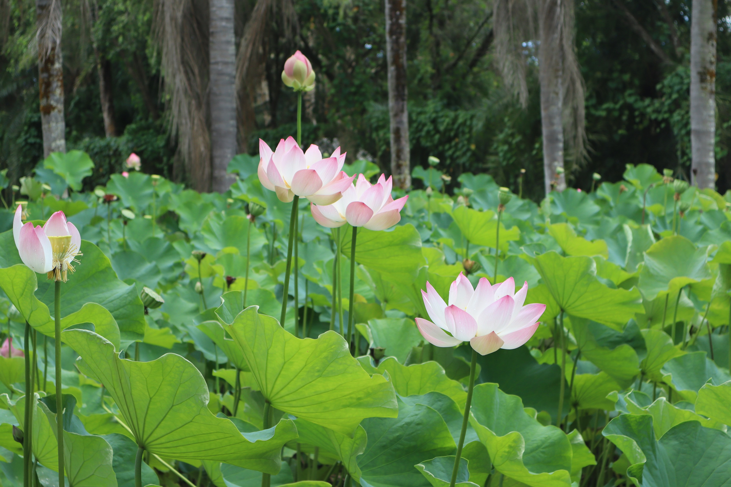 Путешествие на родину птицы додо. Travel photographer Ksenia