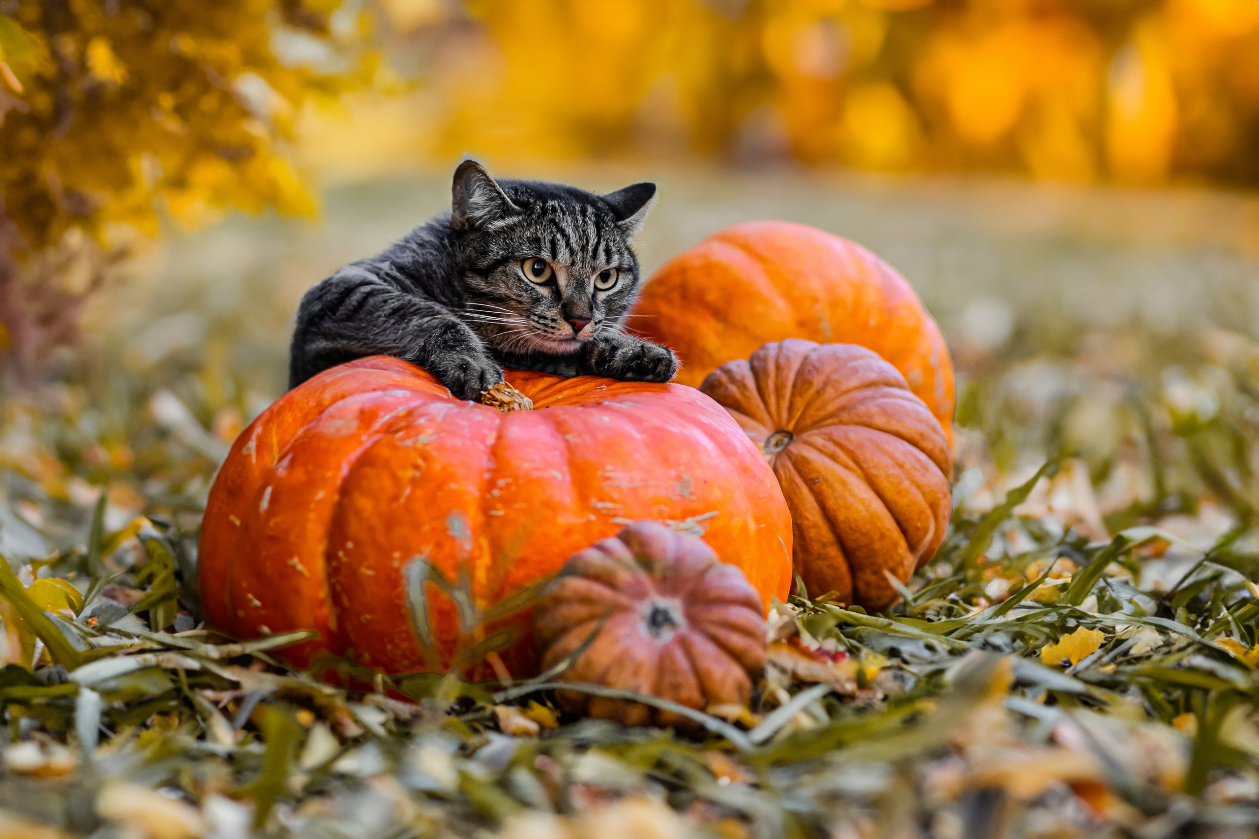 Времена года. Фотограф Елена Вишневская (Ушакова) Нефтеюганск, Сургут, Тюмень