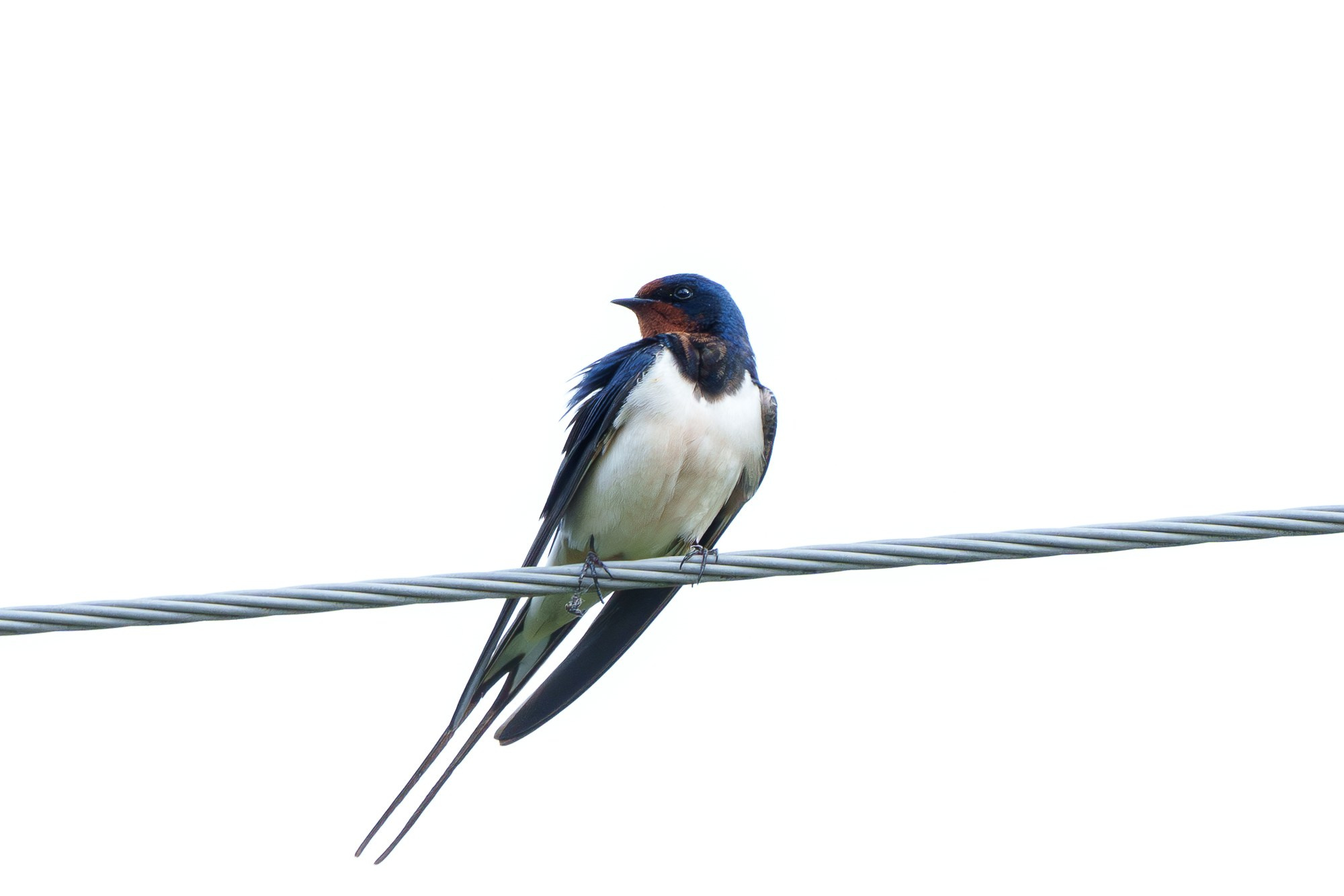 Удивительные мир птиц. Вокруг нас столько прекрасного — присмотритесь!. Ваш личный фотограф Марина Волкова