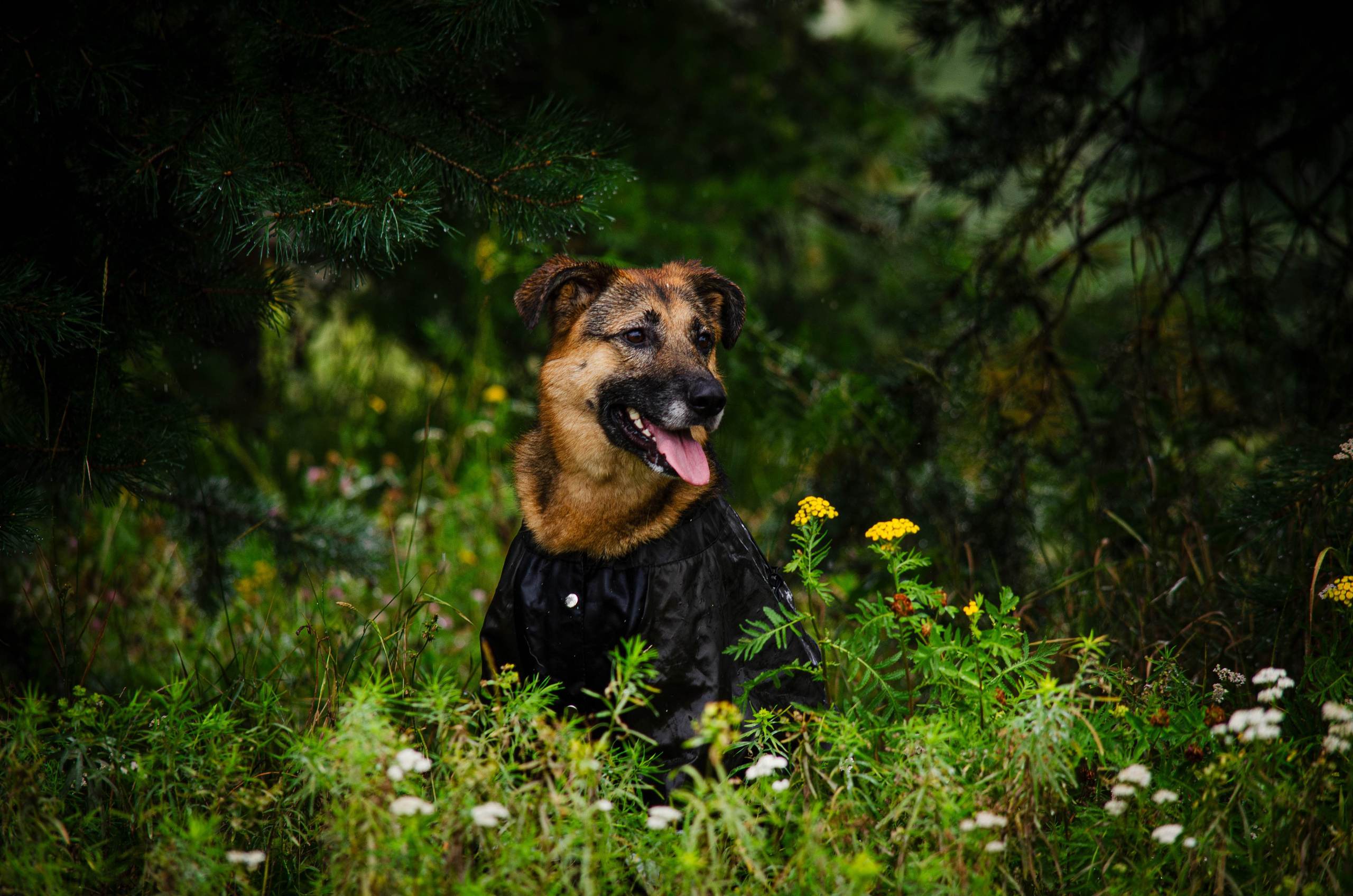 Арья и Оззи. Фотограф Светлана Блинова, Москва и Московская область