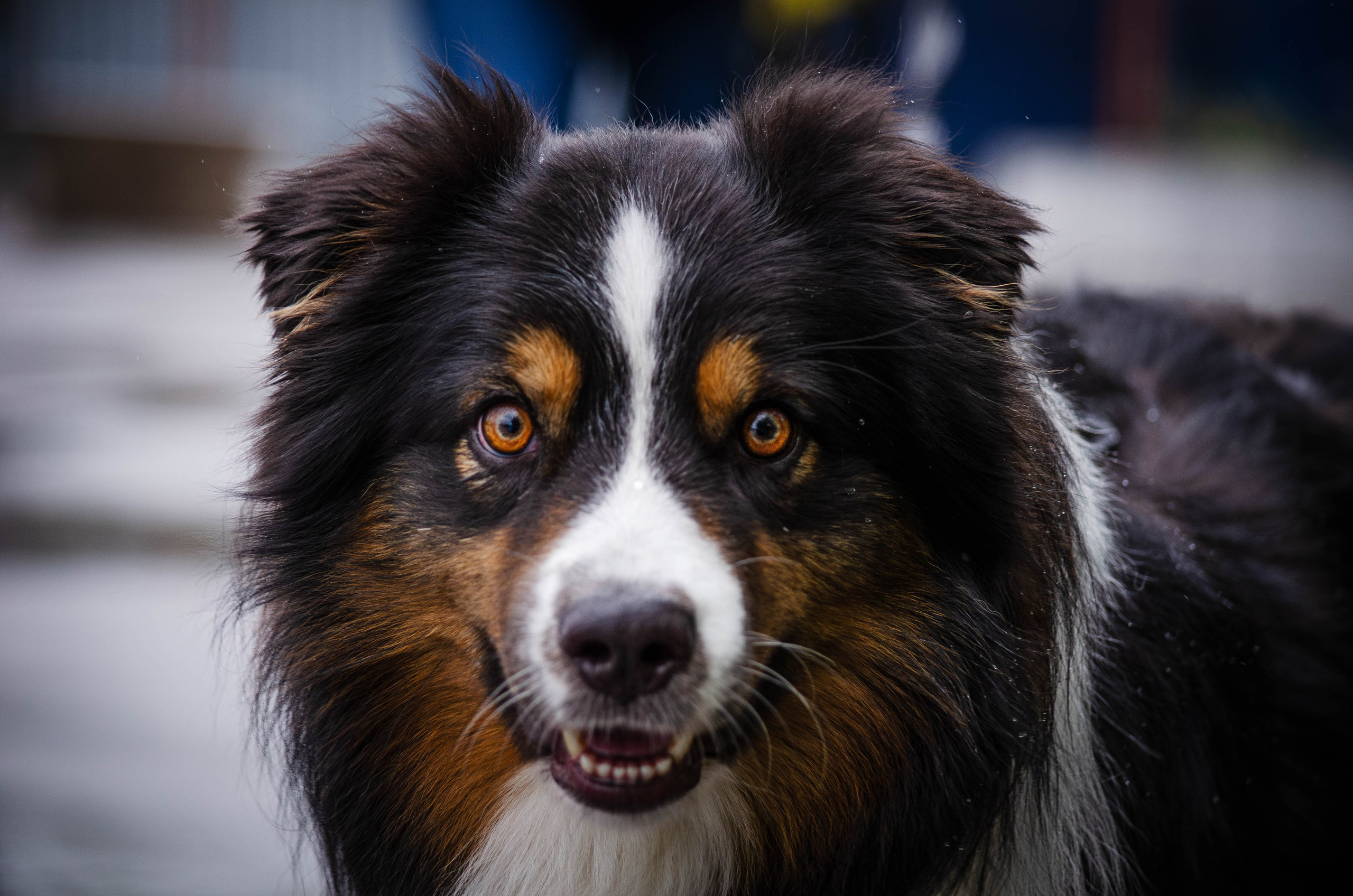Арья и Оззи. Фотограф Светлана Блинова, Москва и Московская область