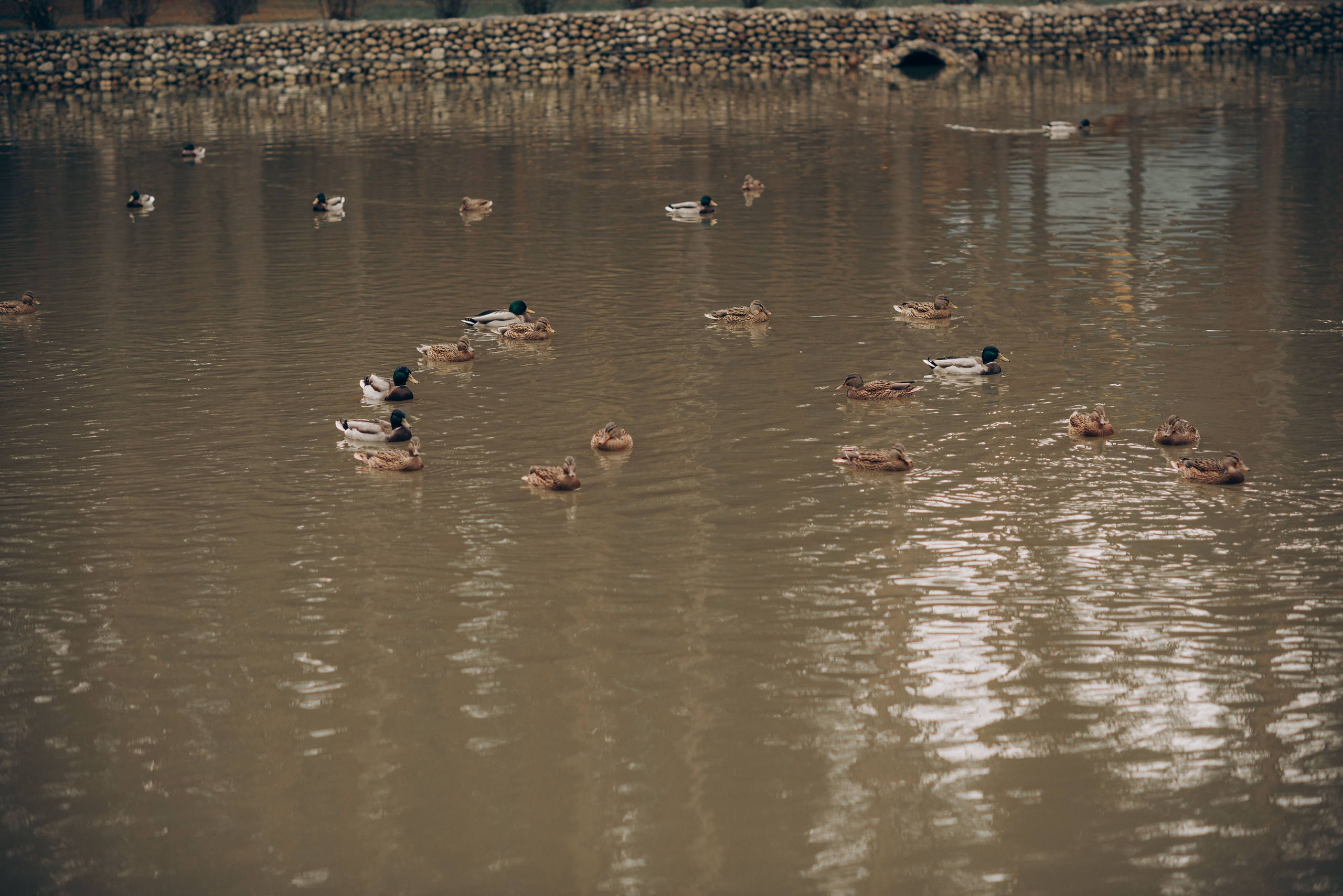 Уютный ноябрь. Семейный фотограф в Домодедово и Москве Елена Пичугина