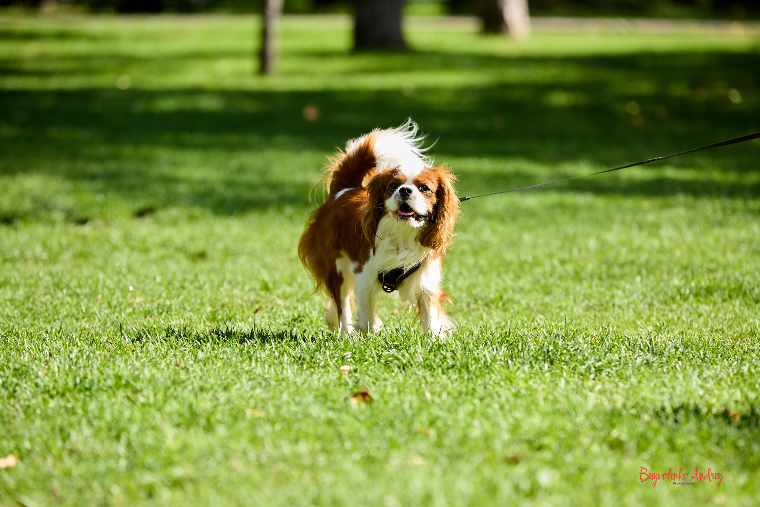 Фотопрогулка с кавалерами. Buyvolenko Andrey