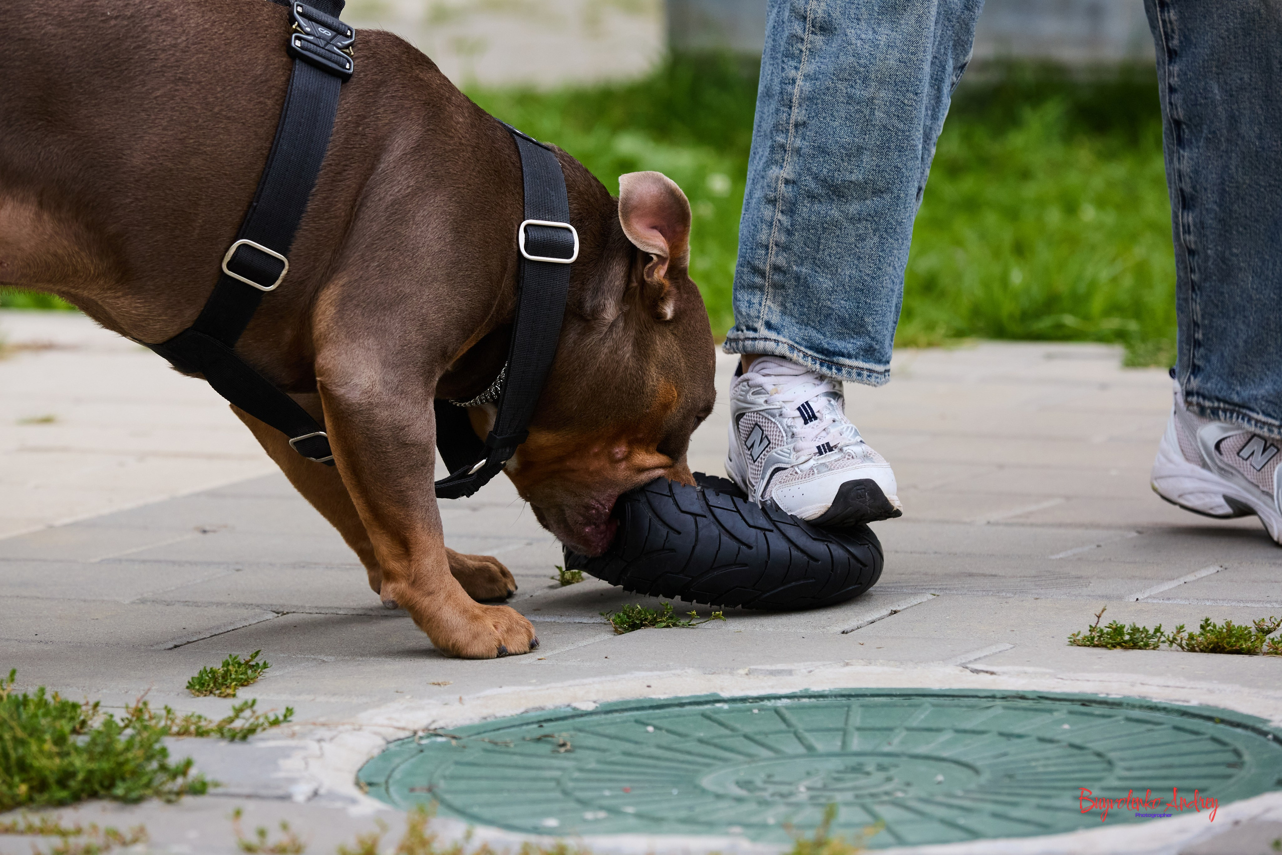 Проект фотопрогулка с хвостиком. Buyvolenko Andrey