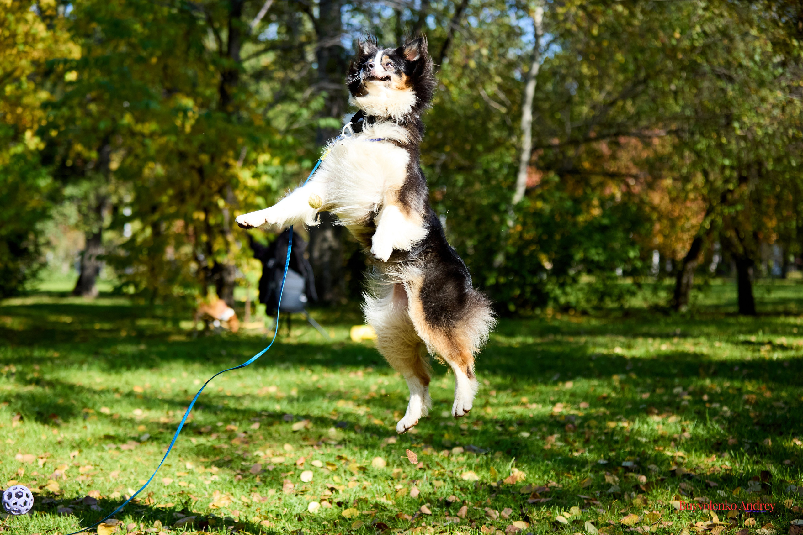 Басенджи и Аусси 21.09.2025. Buyvolenko Andrey