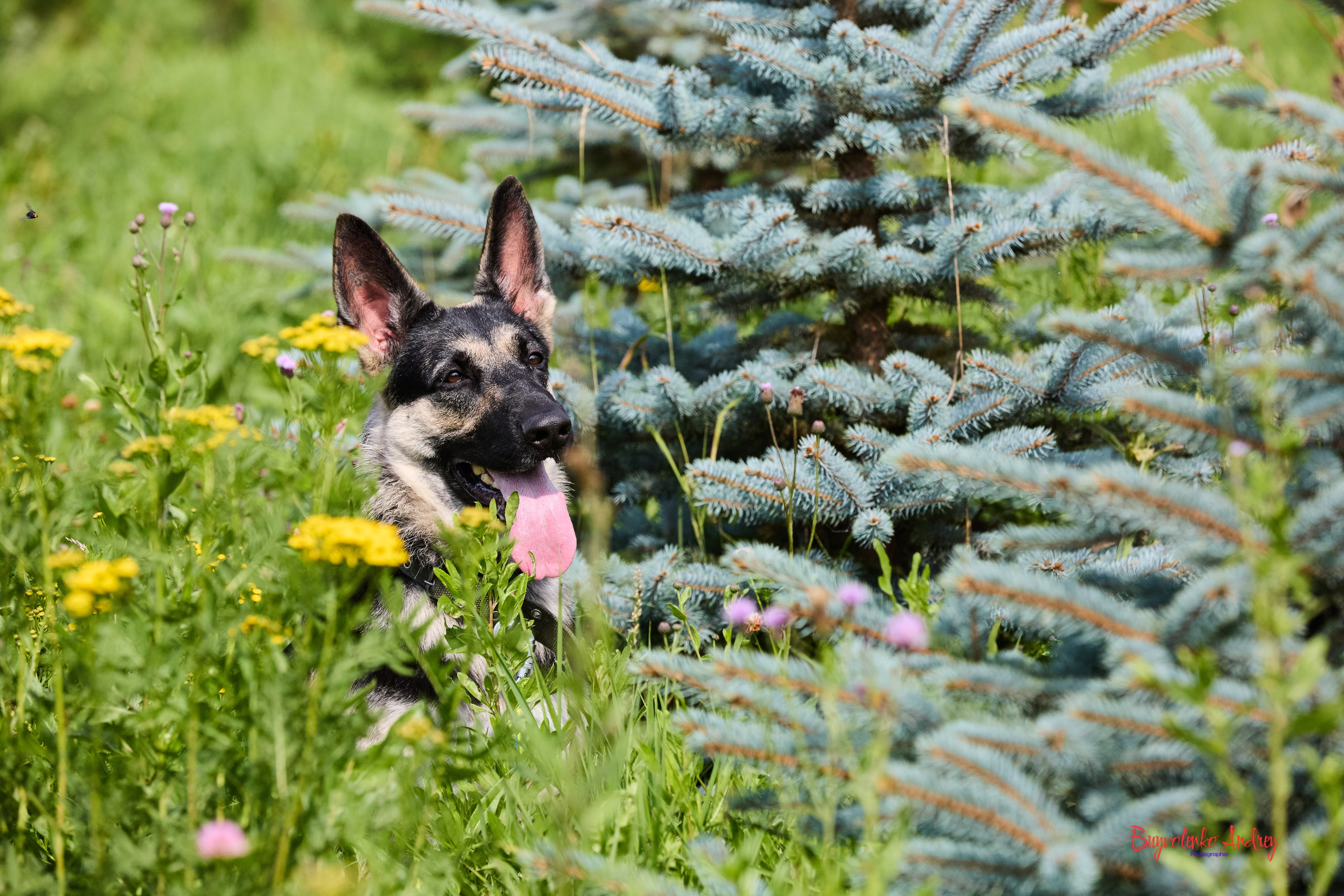 Проект фотопрогулка с хвостиком. Buyvolenko Andrey