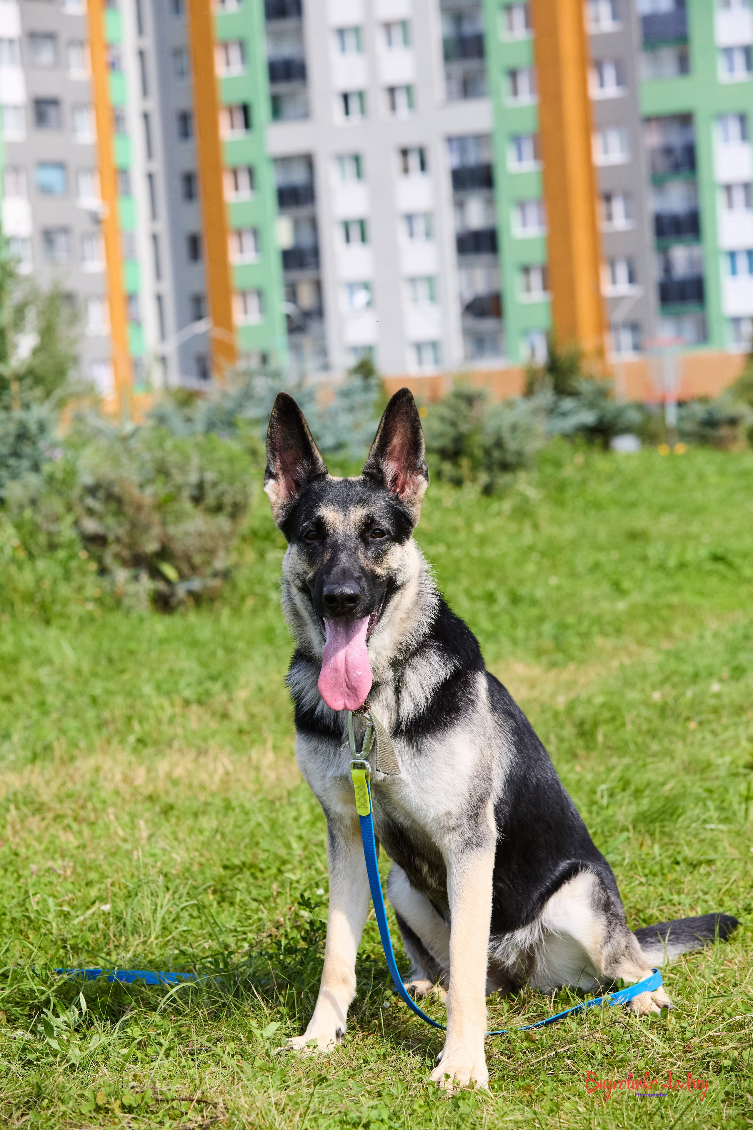 Проект фотопрогулка с хвостиком. Buyvolenko Andrey