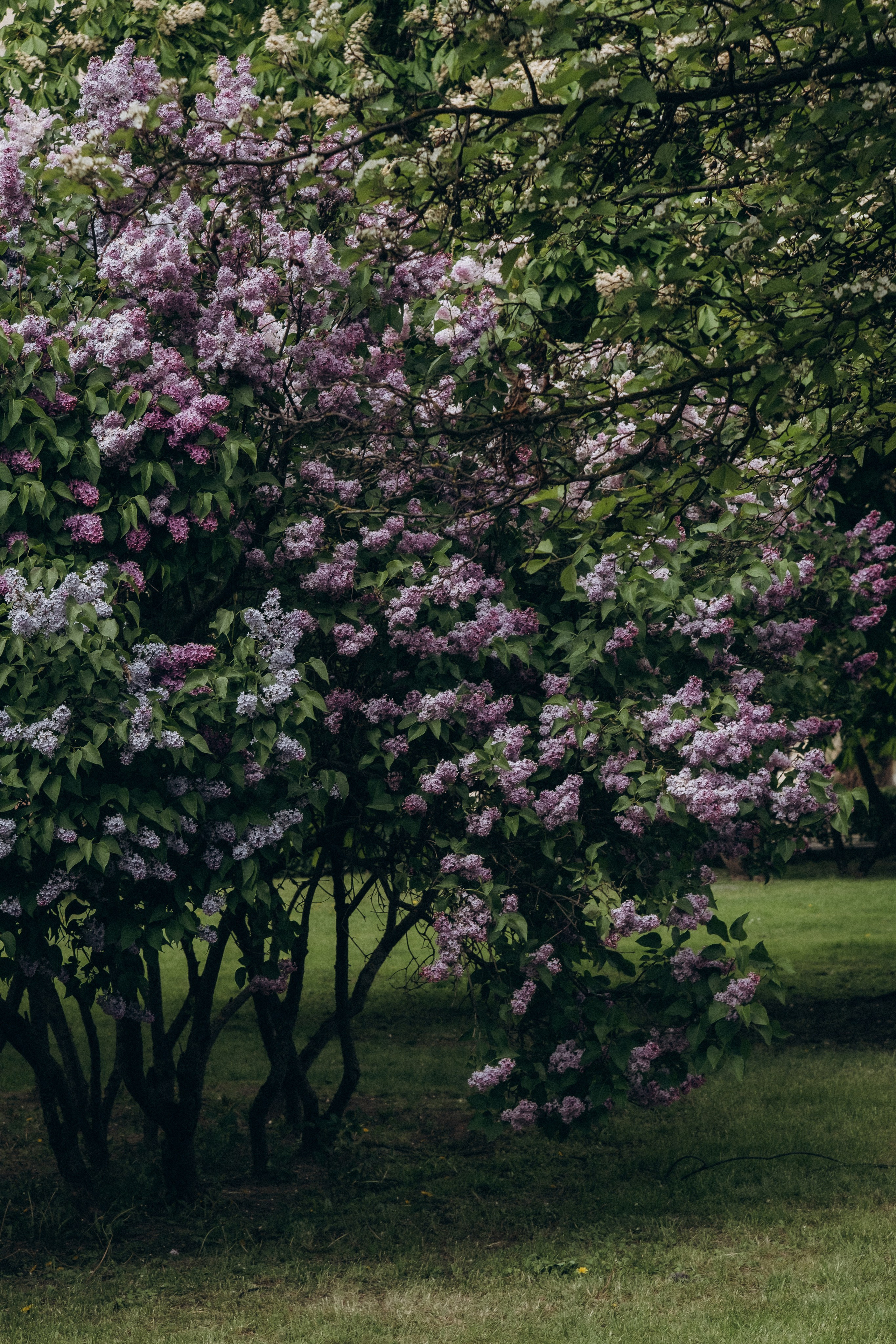 ПРОГУЛКА В МИНСКЕ. Профессиональный фотограф, Санкт-Петербург — Виктория Богомолова