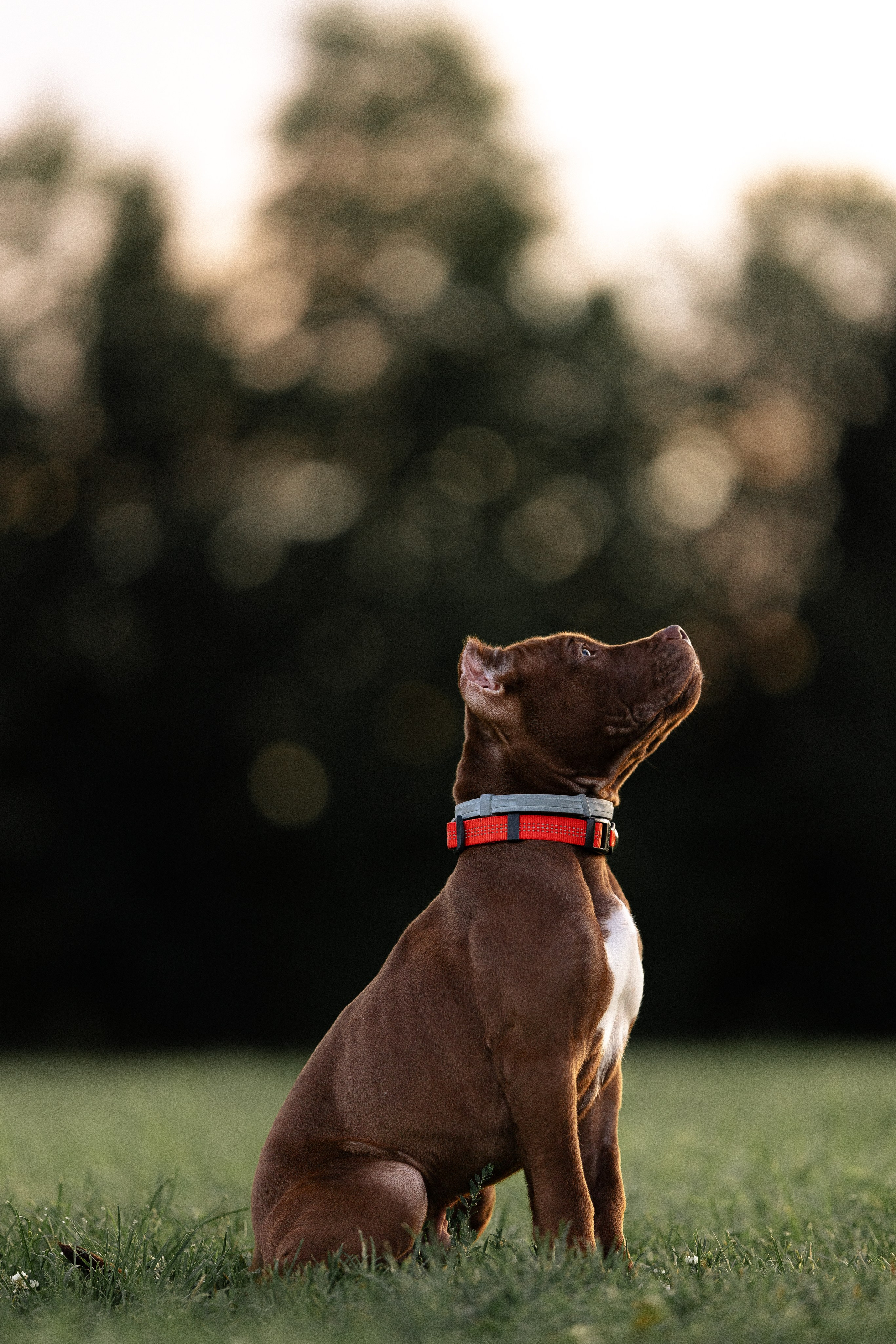 Елена и Хан. Фотограф и видеограф анималист Аганина Дарья