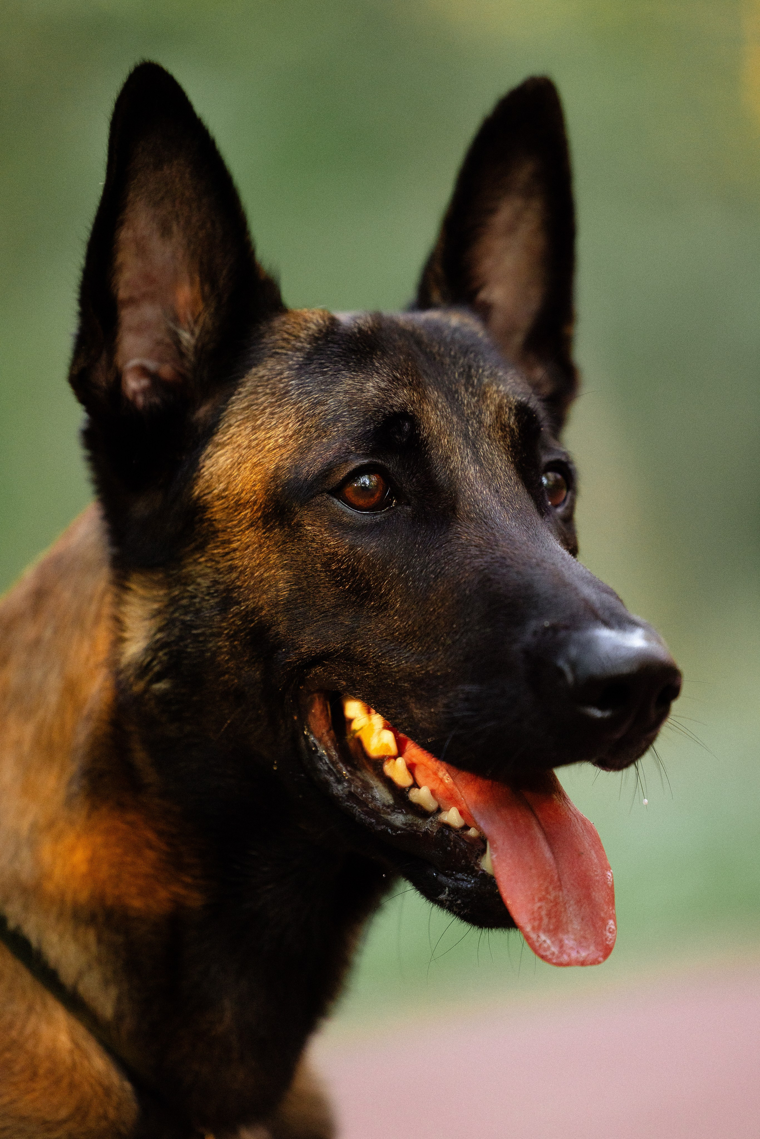 Галина и Кодекс. Фотограф и видеограф анималист Аганина Дарья