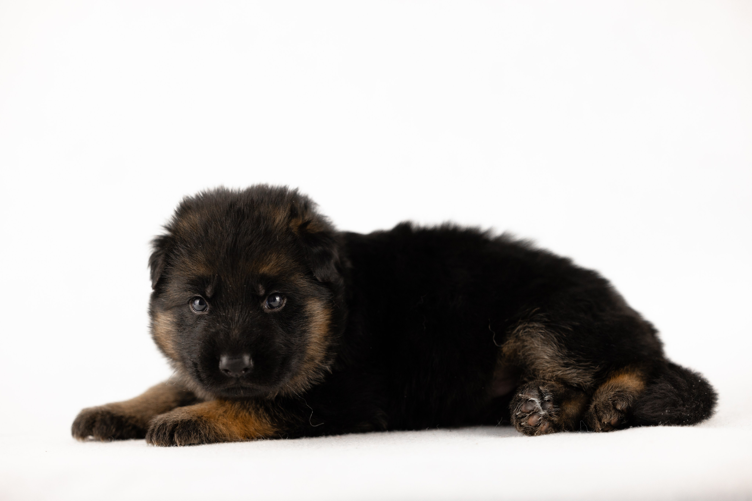 Немецкая овчарка. Фотограф и видеограф анималист Аганина Дарья