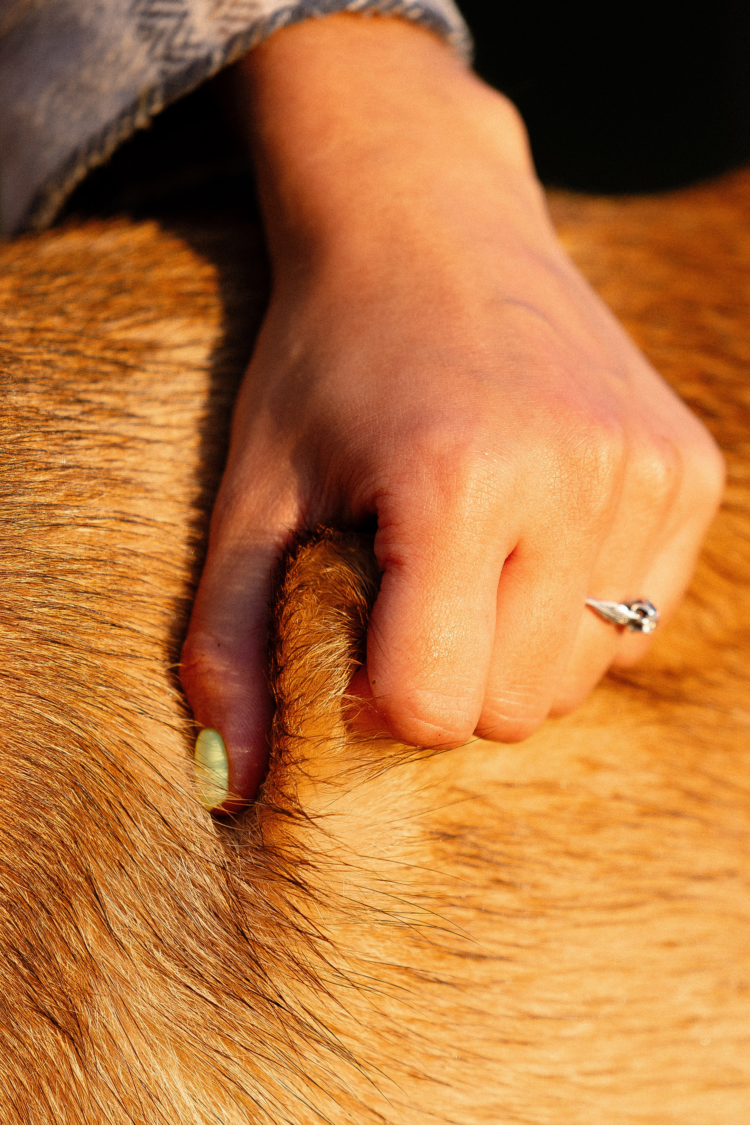 Галина и Кодекс. Фотограф и видеограф анималист Аганина Дарья
