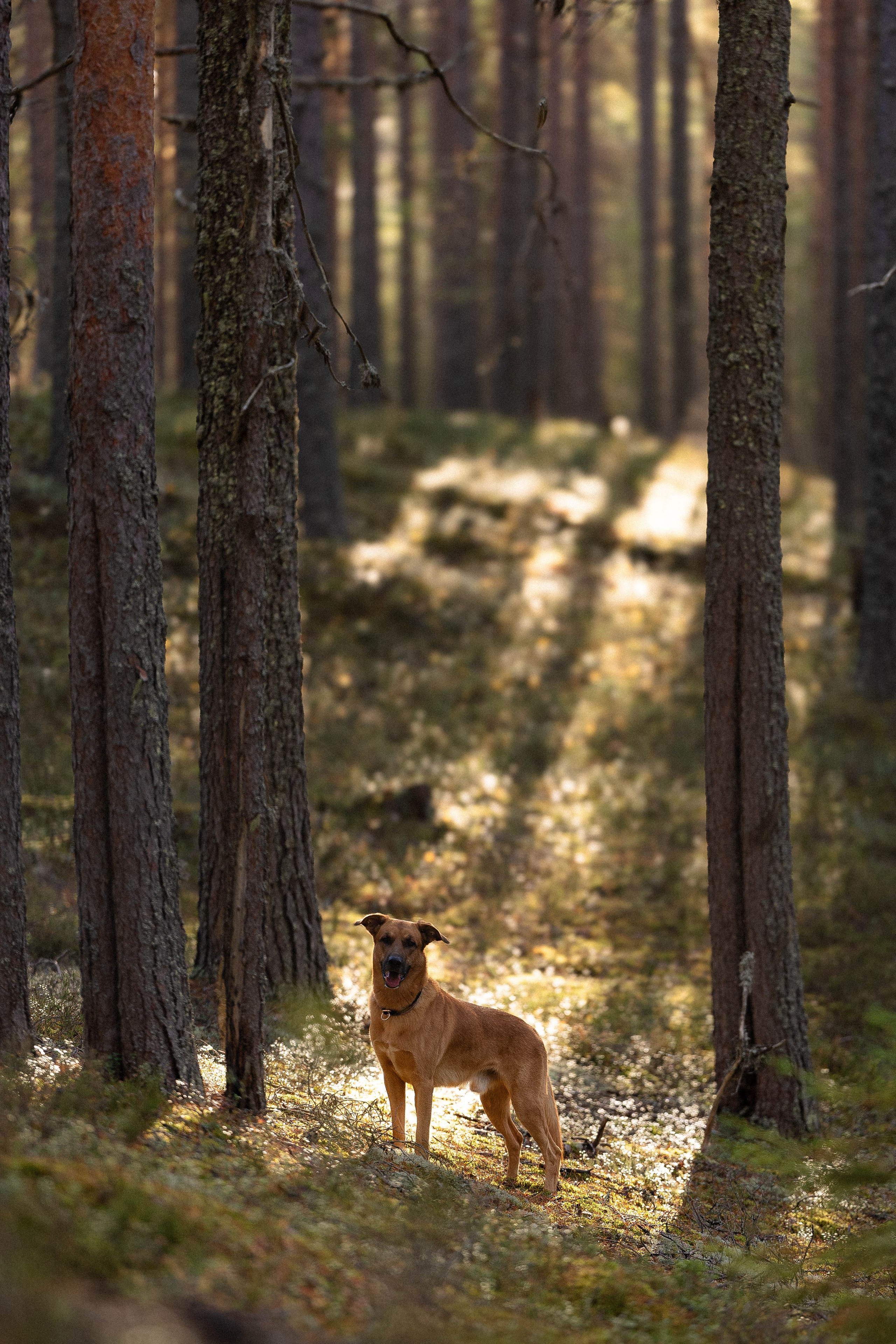 Karelia. Фотограф и видеограф анималист Аганина Дарья