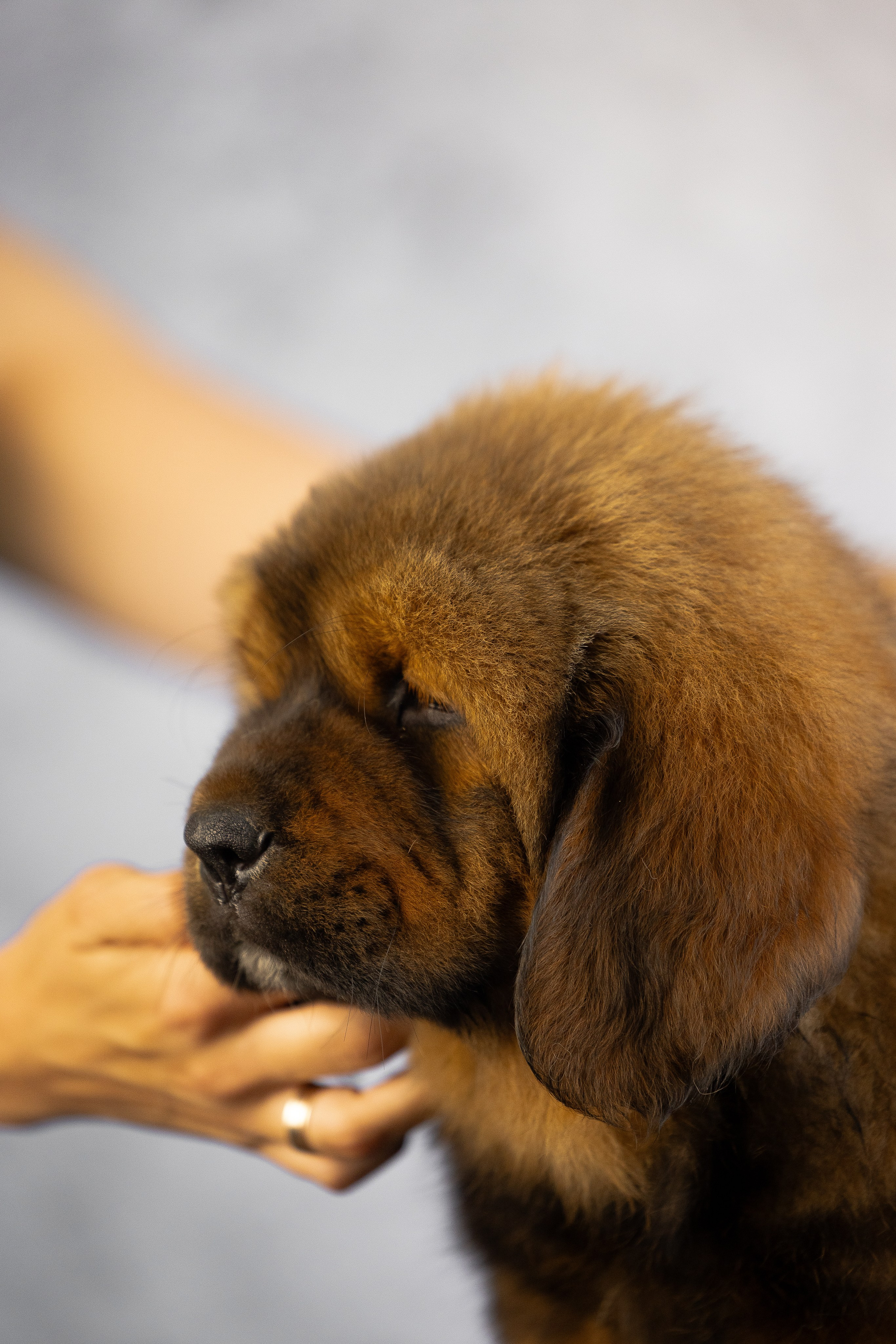 Тибетский мастиф. Фотограф и видеограф анималист Аганина Дарья