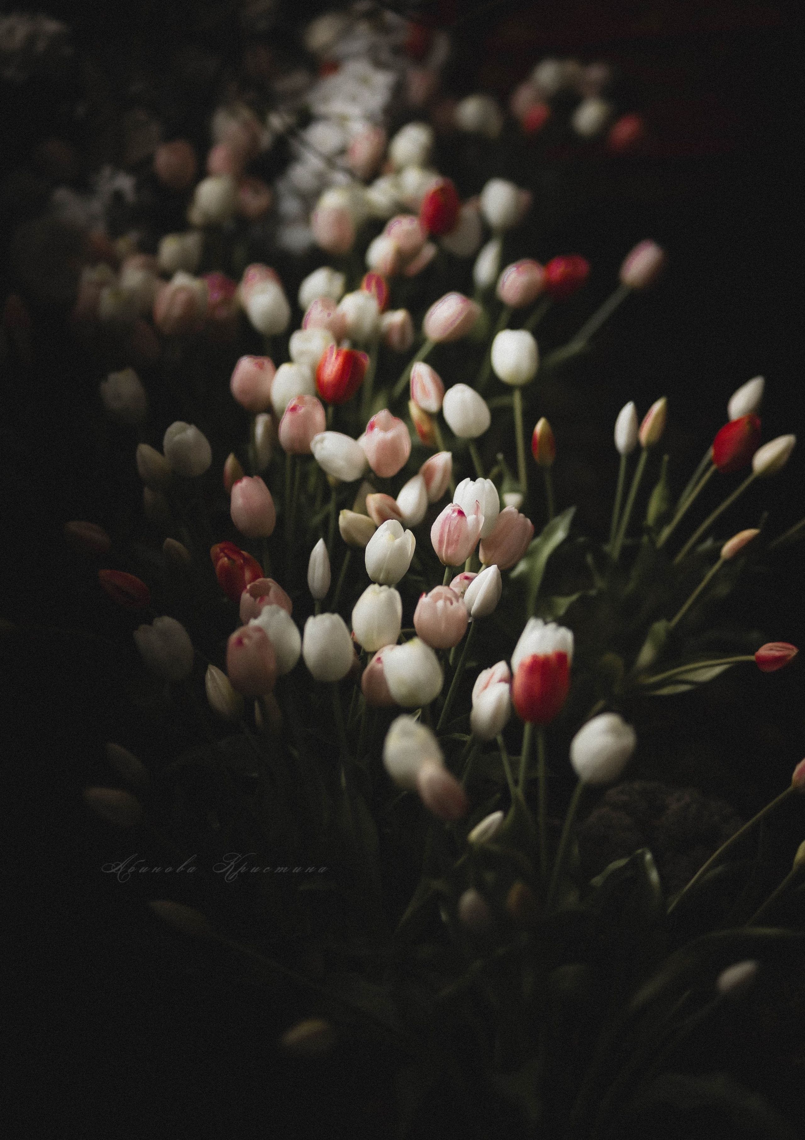 «Тюльпанная лихорадка». Твой проводник в мир ушедших эпох, романтики и женственности