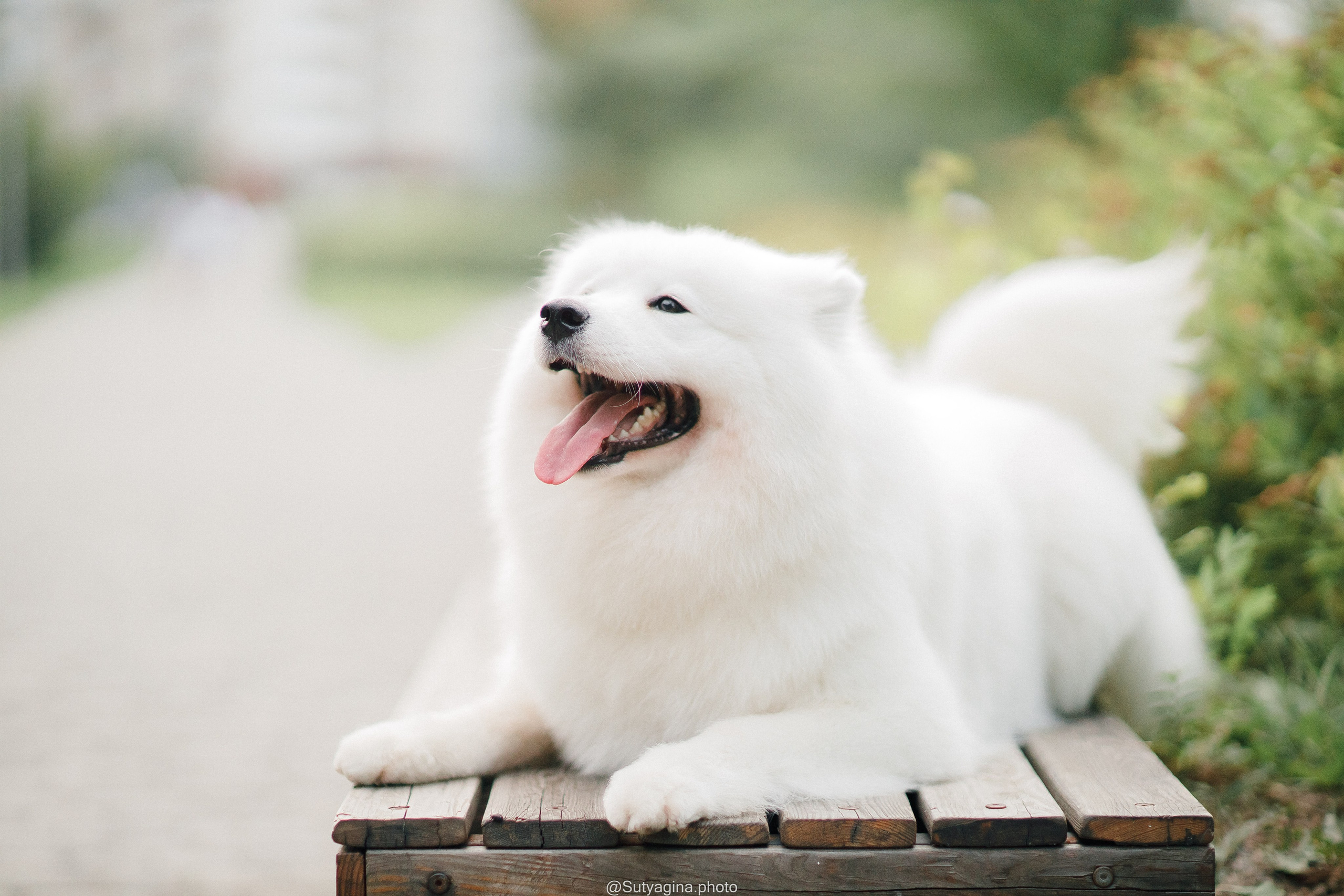 Самоед Рея. Свадебный и женский фотограф