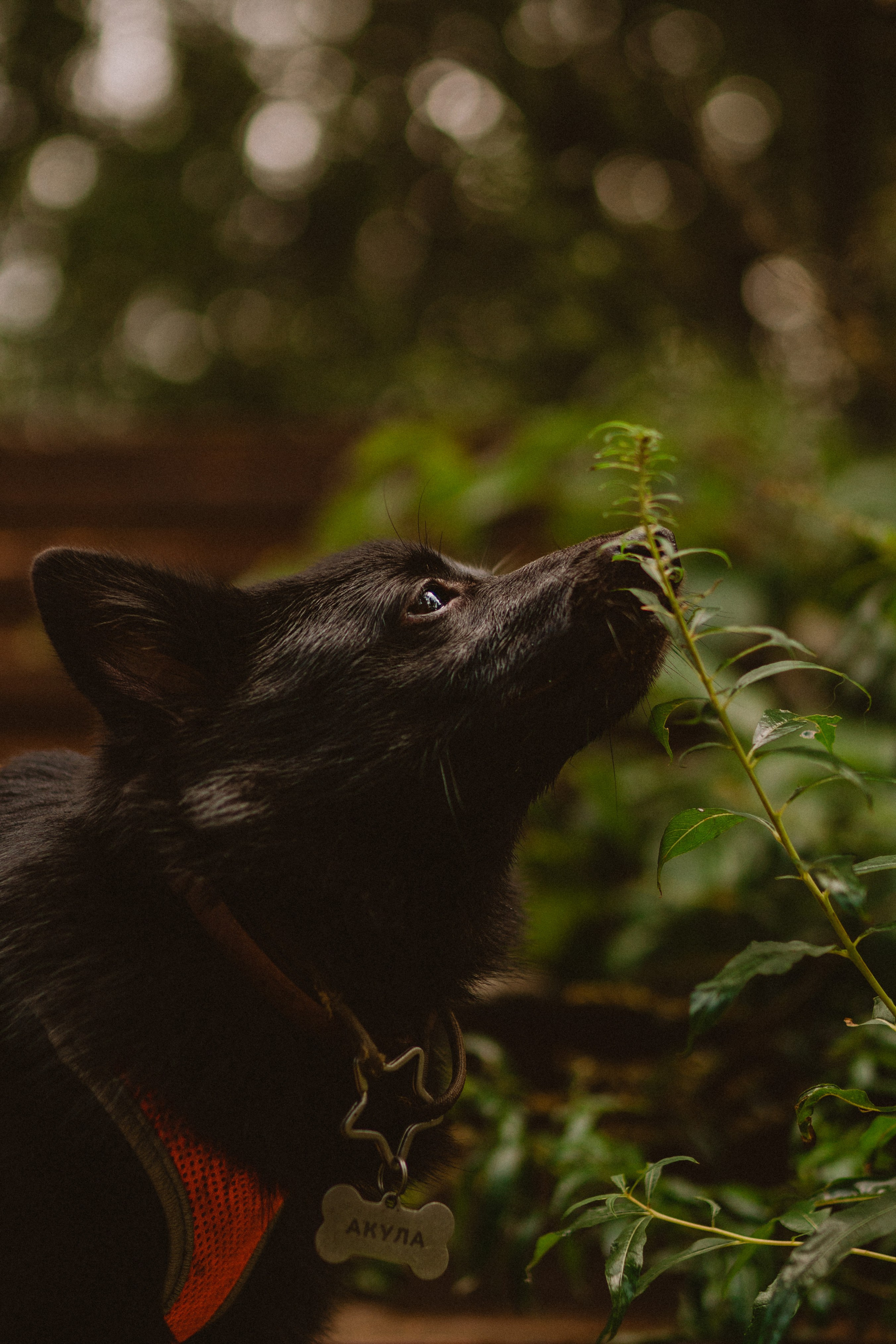 Евгения и Акула. Фотограф анималист в Спб недорого Олеся Майорова