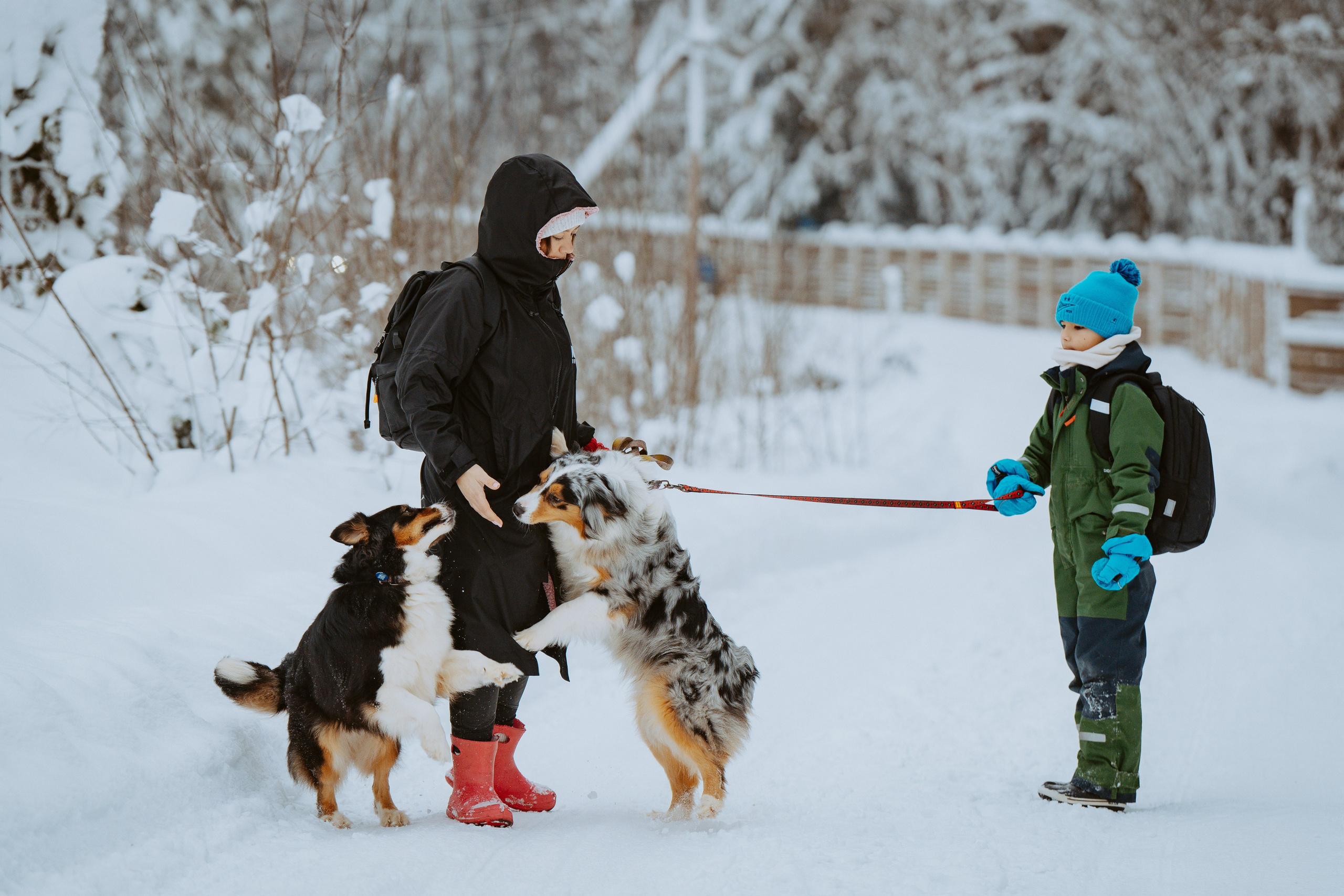 Дог трекинг. Фотограф анималист в Спб недорого Олеся Майорова